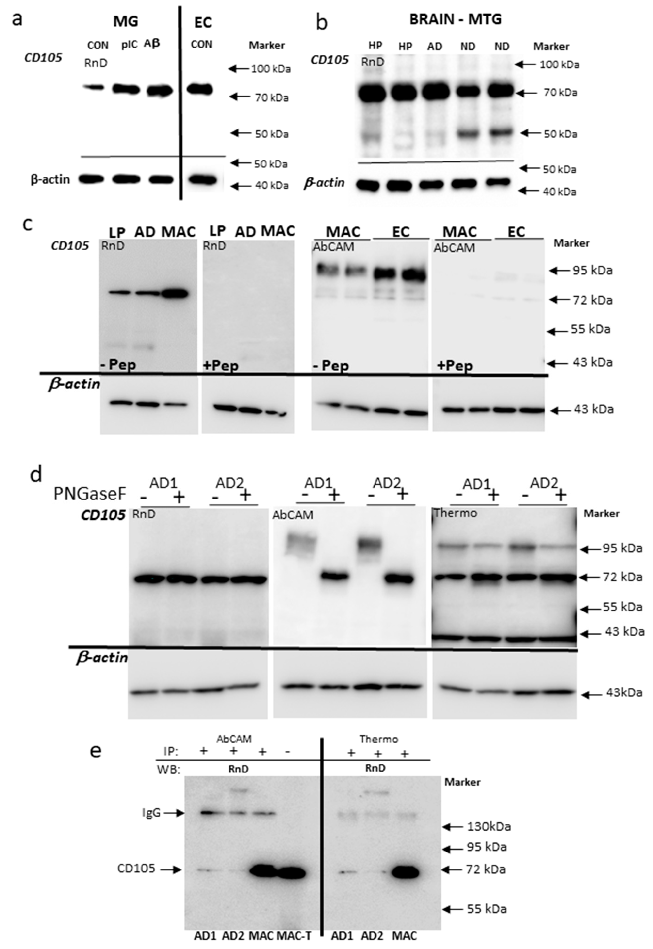 Cells 08 00766 g002 Cells 08 00766 g002