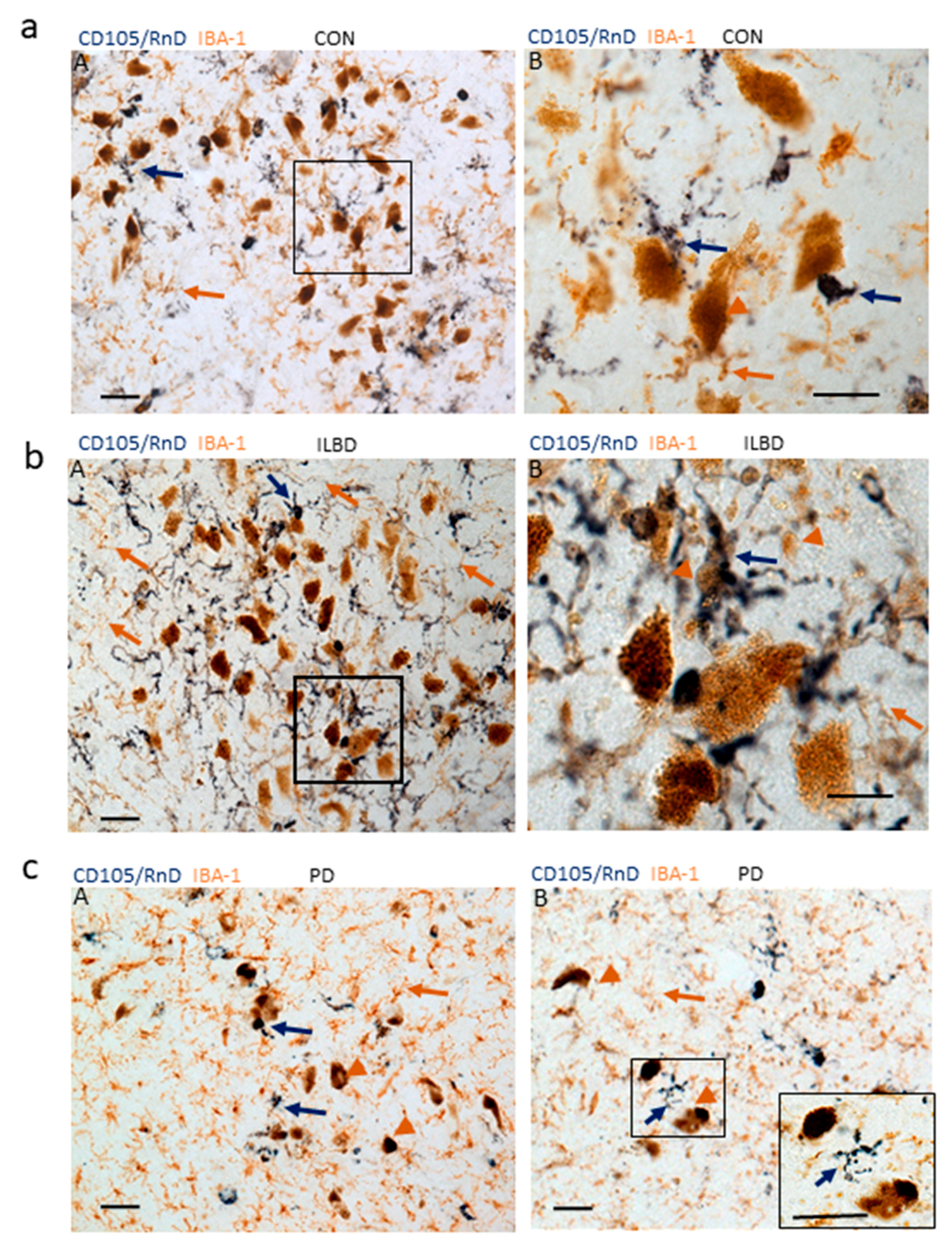 Cells 08 00766 g006 Cells 08 00766 g006