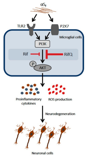 Cells Special Issue Microglia In Neurodegenerative Diseases