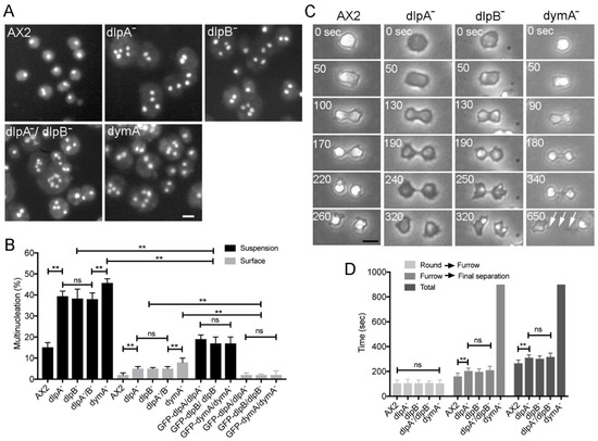 Cells | Free Full-Text | Dynamin-Like Protein B of Dictyostelium