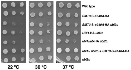 Cells | Special Issue : Ribosome Function and Dynamics