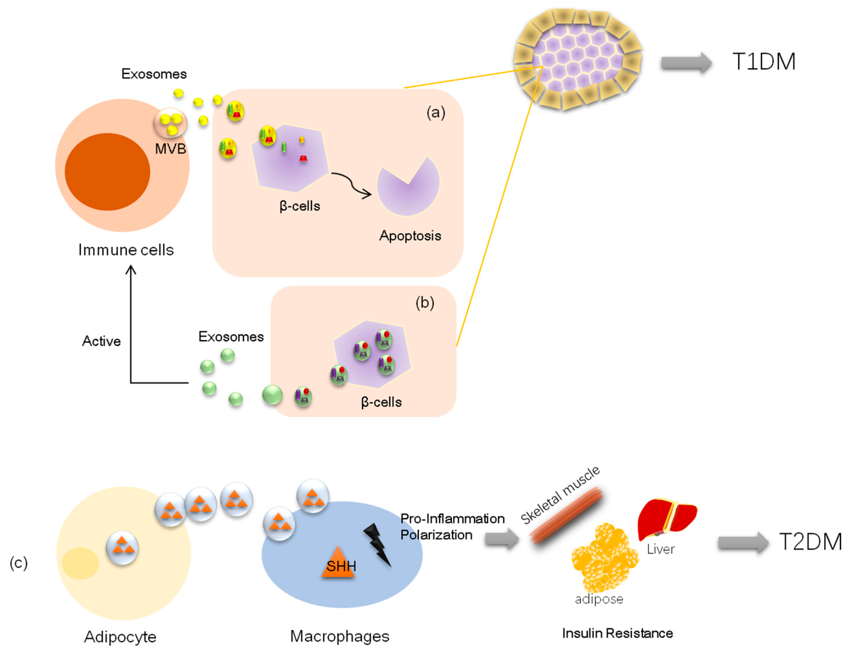 Cells | Free Full-Text | Exosomes and Their Noncoding RNA Cargo