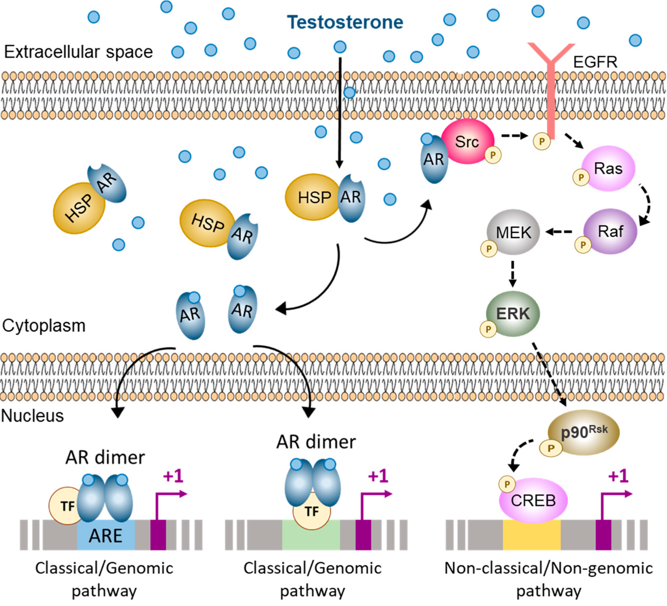 Cells Free Full Text Importance Of The Androgen Receptor Signaling