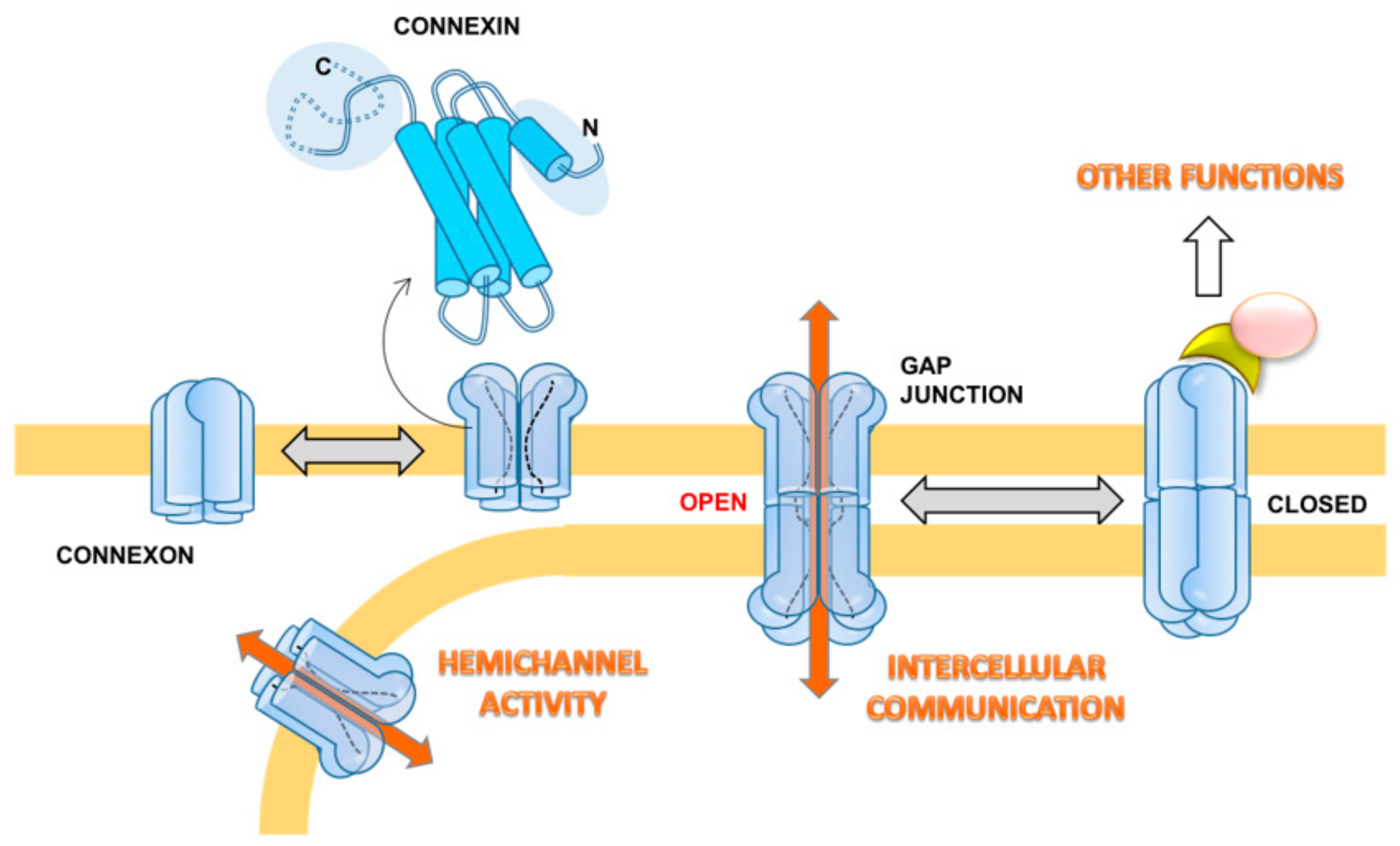 Cells | Free Full-Text | Gap Junction Intercellular Communication in the  Carcinogenesis Hallmarks: Is This a Phenomenon or Epiphenomenon?