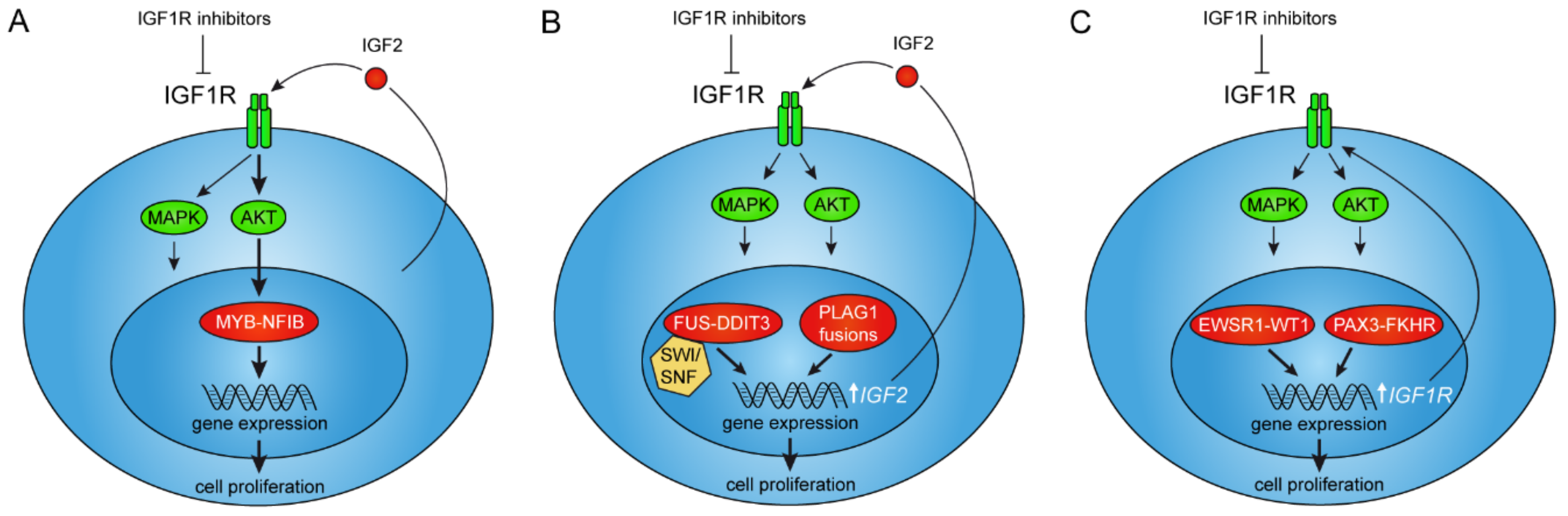 Cells | Free Full-Text | IGF2/IGF1R Signaling as a Therapeutic Target in  MYB-Positive Adenoid Cystic Carcinomas and Other Fusion Gene-Driven Tumors