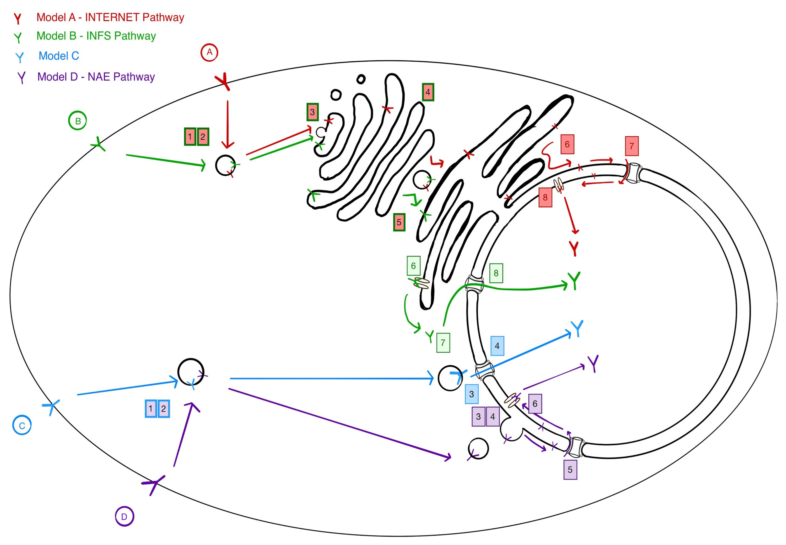 Cells 08 00915 g001 Cells 08 00915 g001