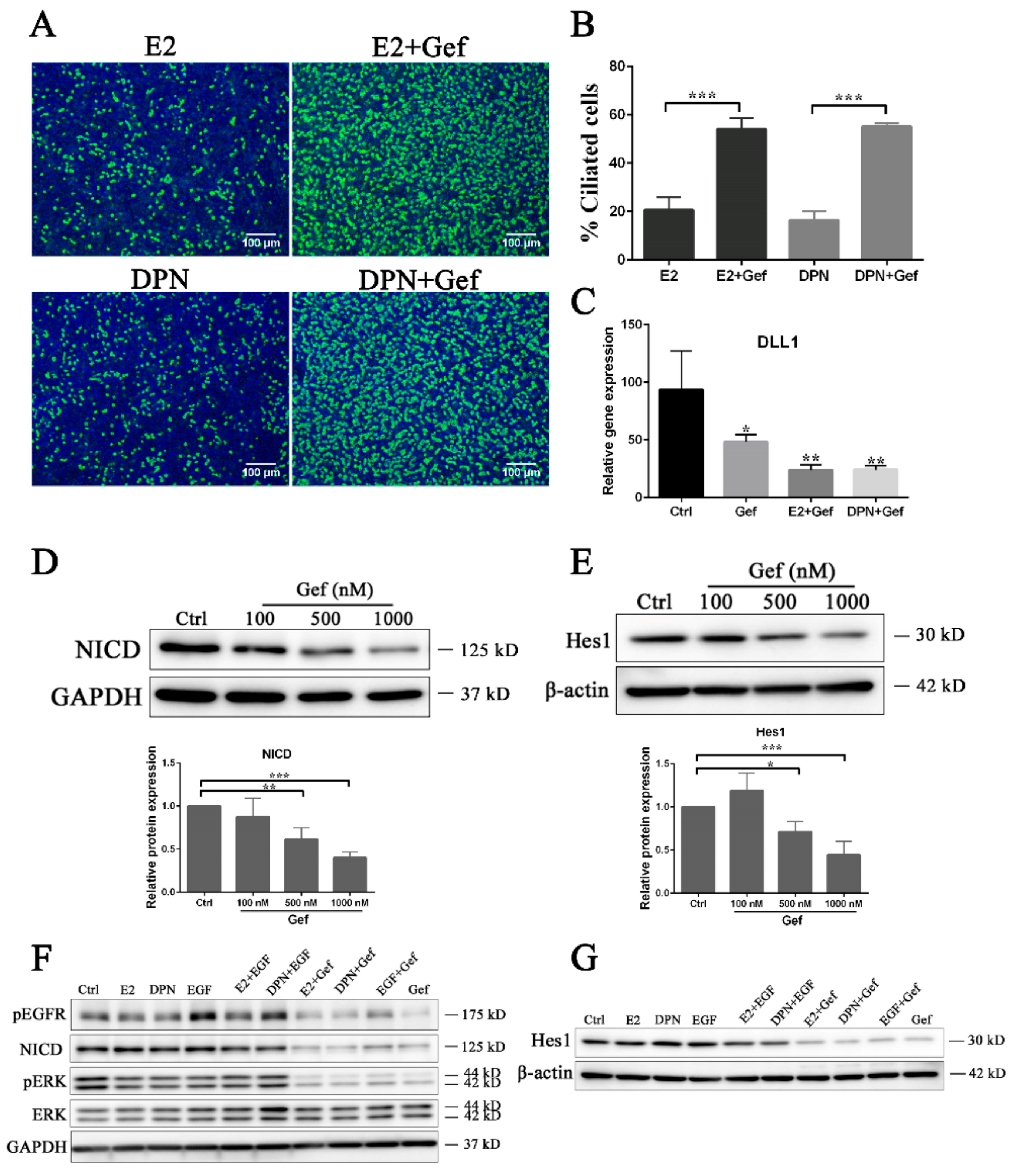 Cells 08 00933 g005 Cells 08 00933 g005