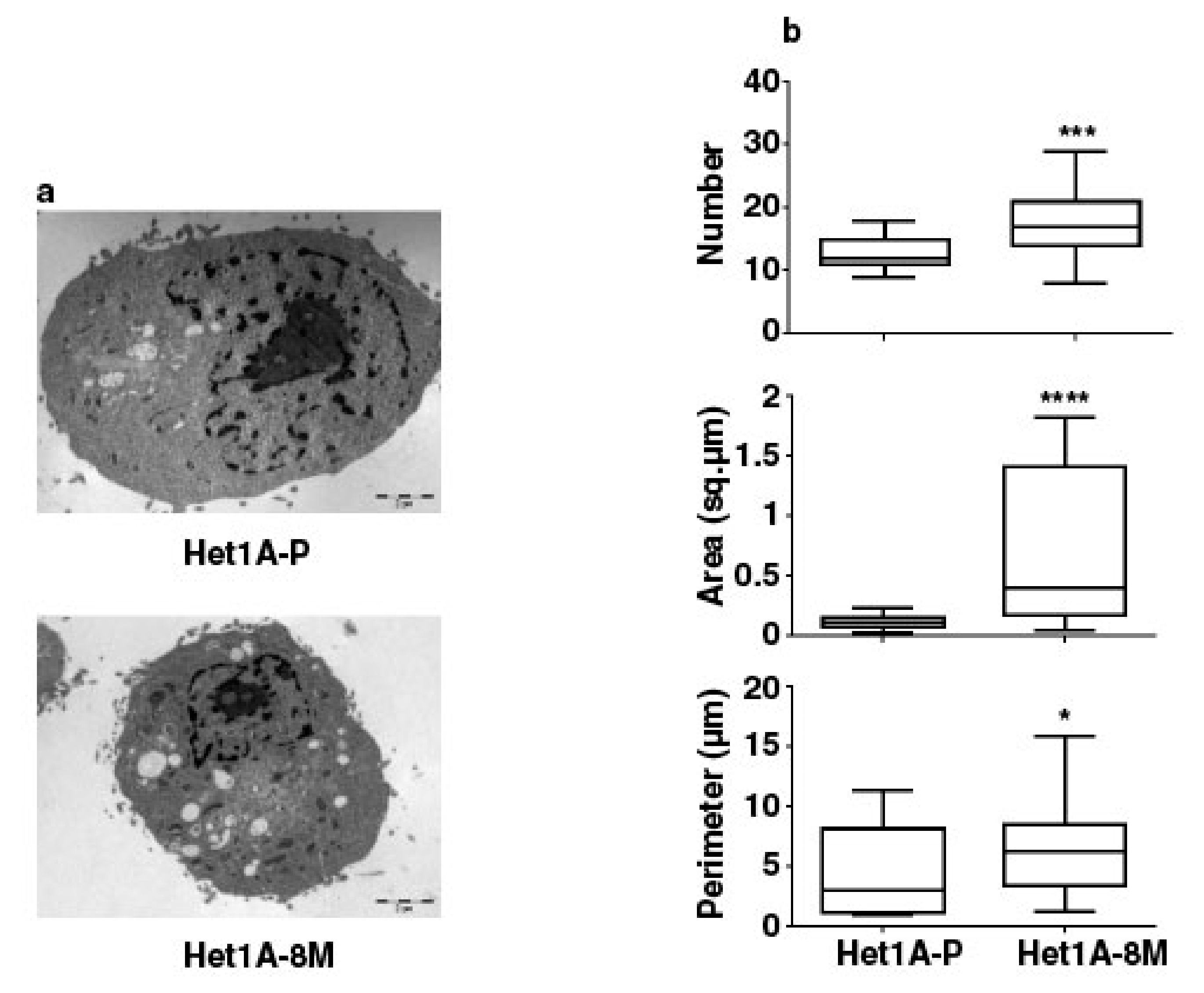 Cells 08 00949 g005 Cells 08 00949 g005
