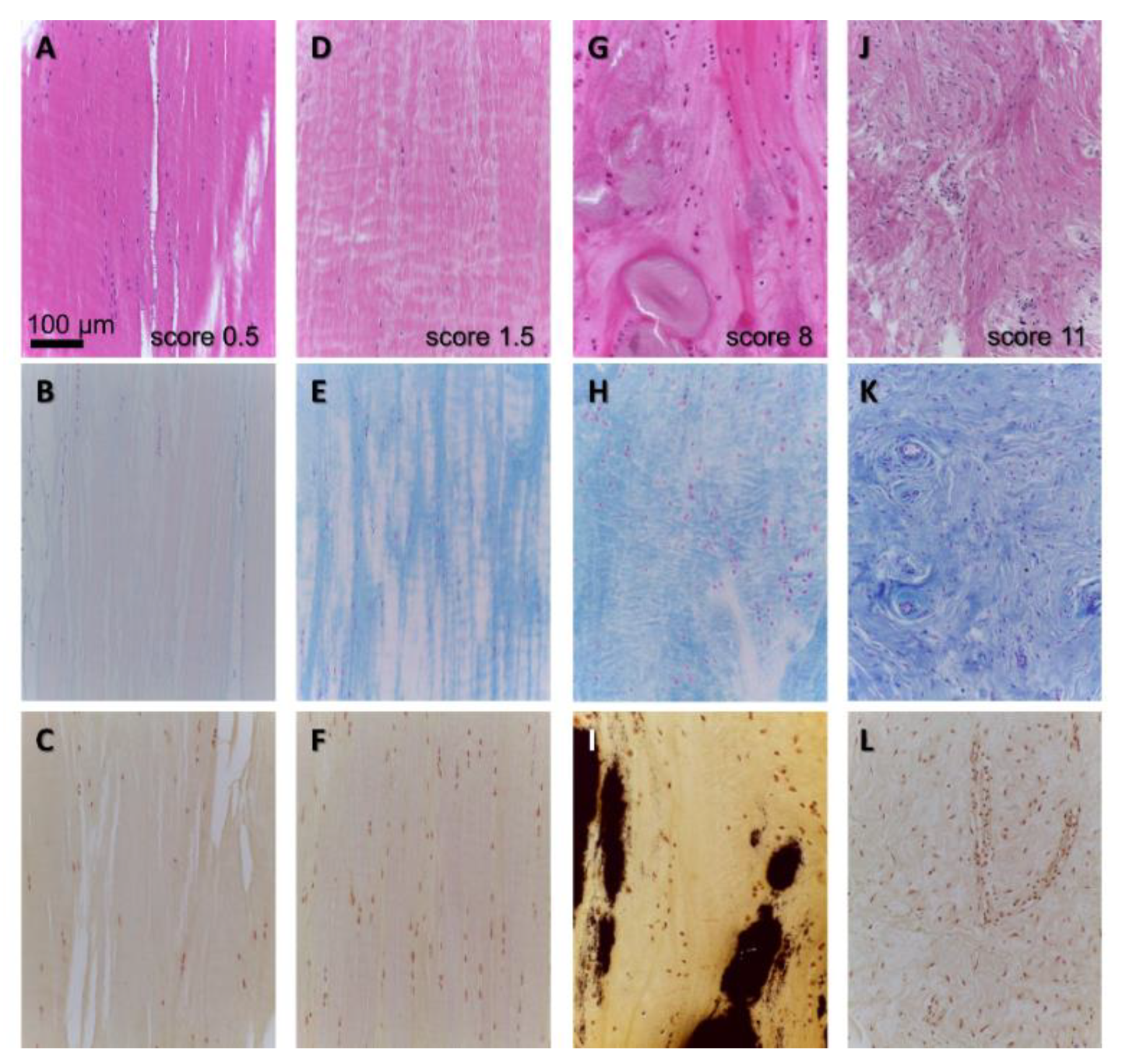 Cells 08 00990 g004 Cells 08 00990 g004