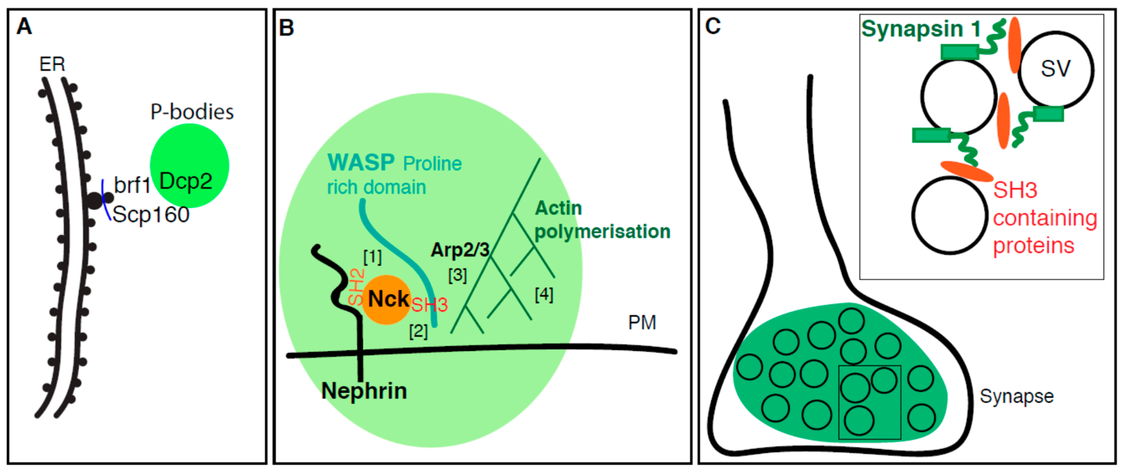 Cells | Free Full-Text | Membrane-Bound Meet Membraneless in Health and