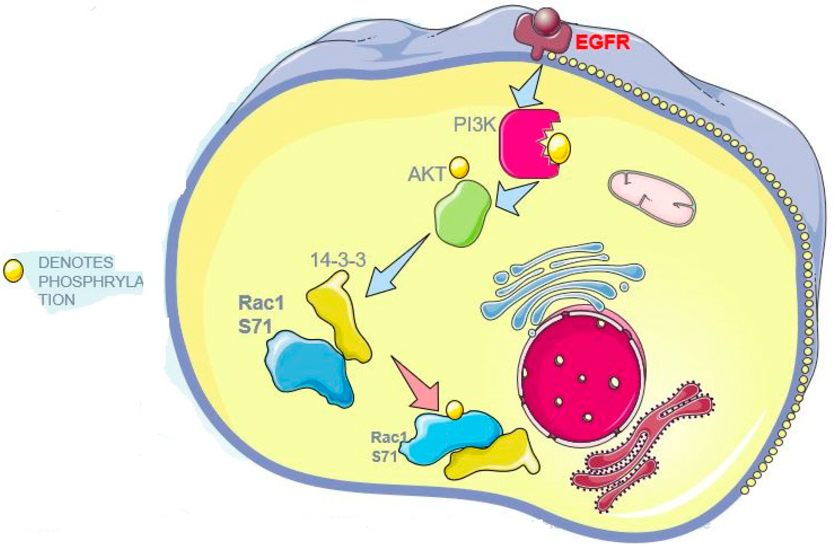 Cells 08 01006 g008 Cells 08 01006 g008