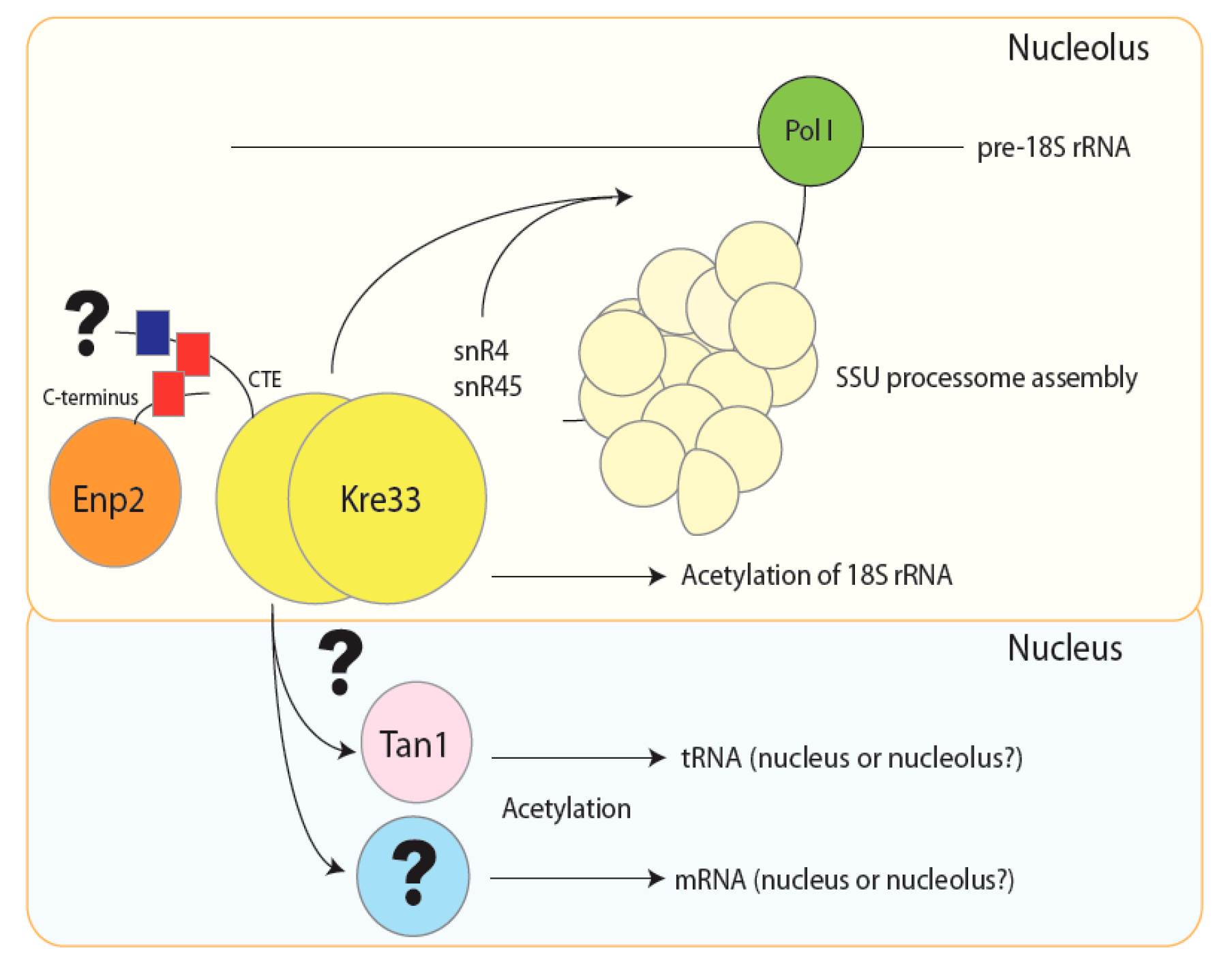 Cells Free Full Text Recent Advances On The Structure And Function Of Rna Acetyltransferase