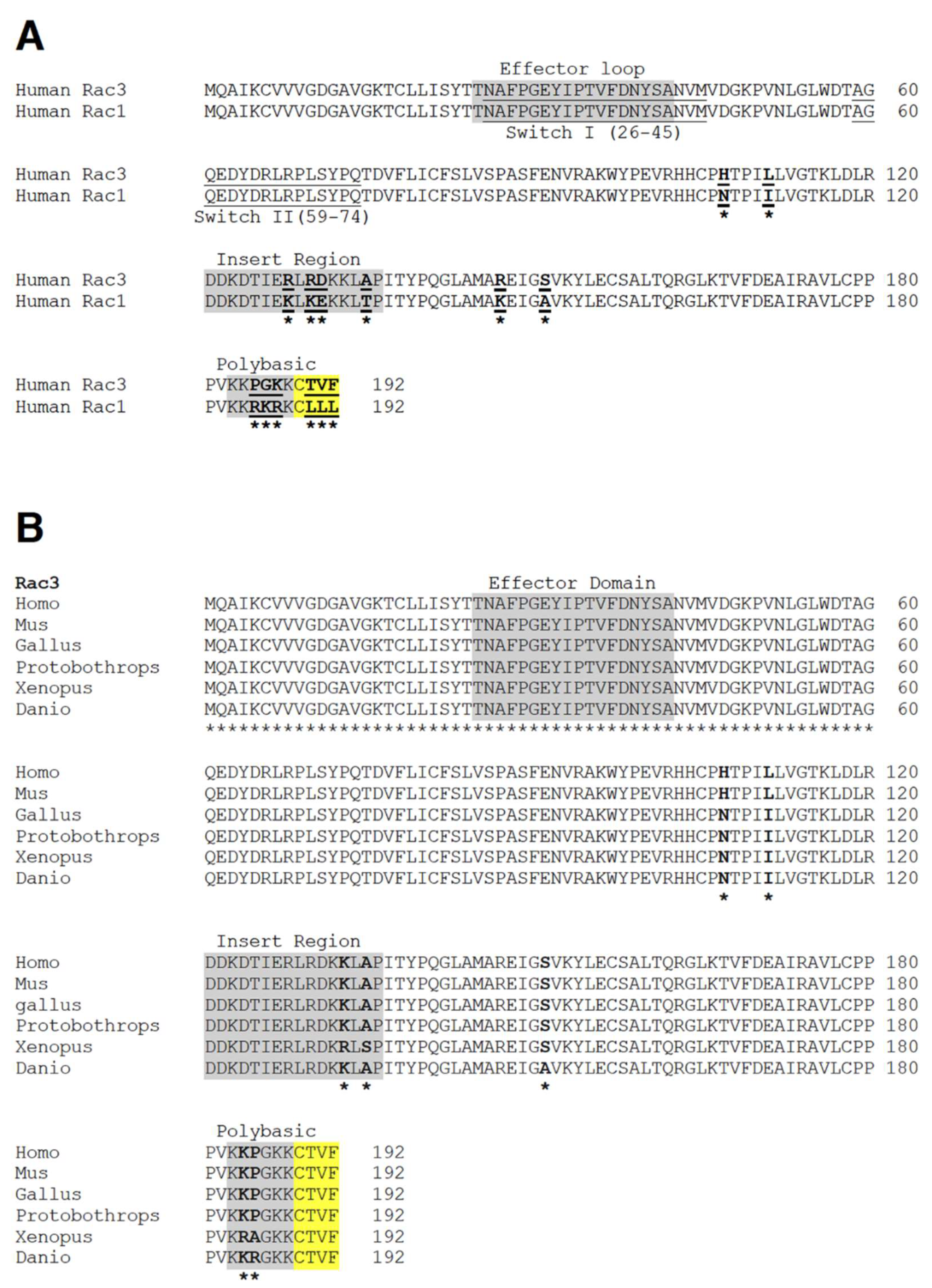 Rac1 Regulates Neuronal Polarization through the WAVE Complex