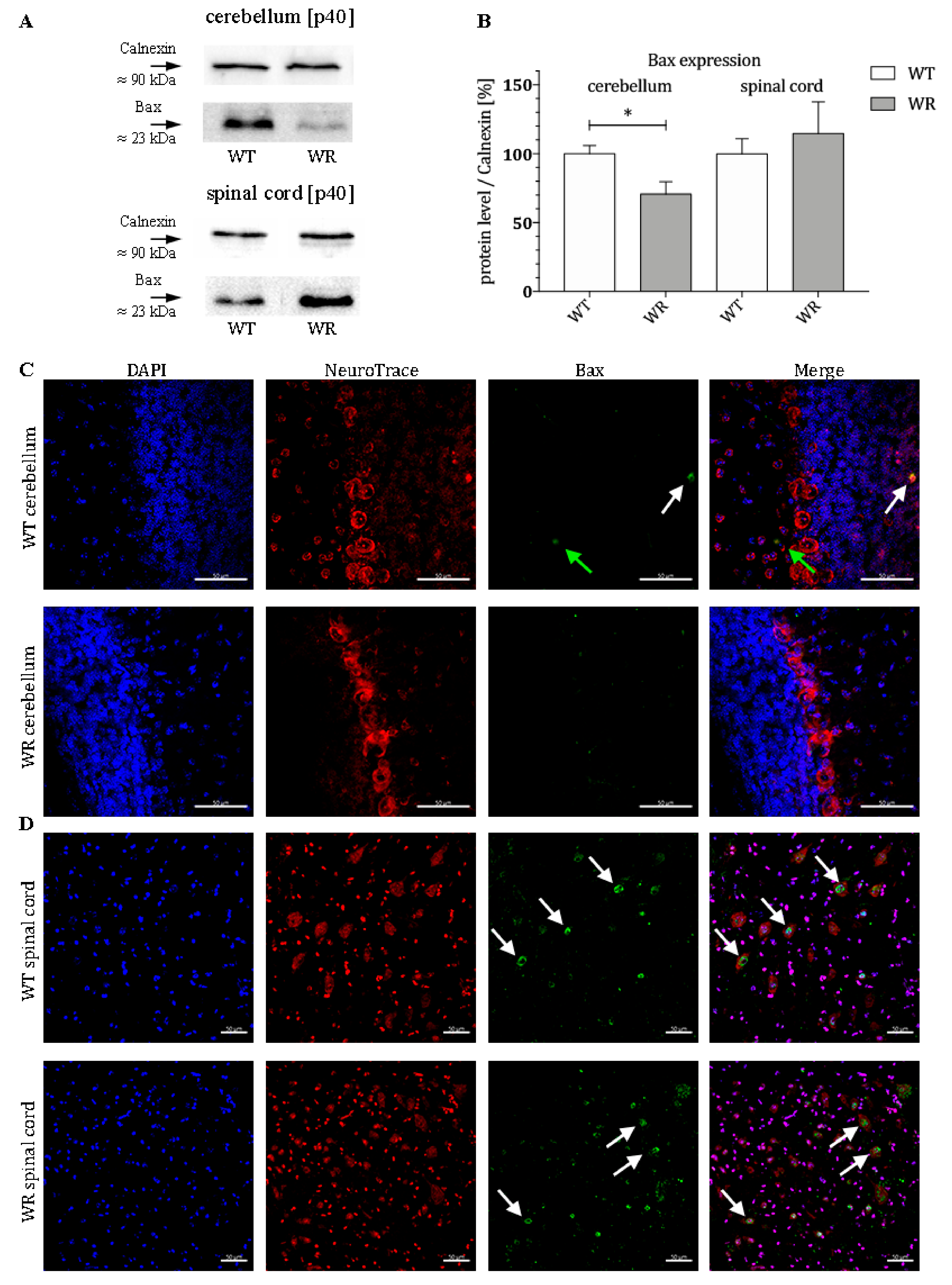 Cells 08 01077 g002 Cells 08 01077 g002