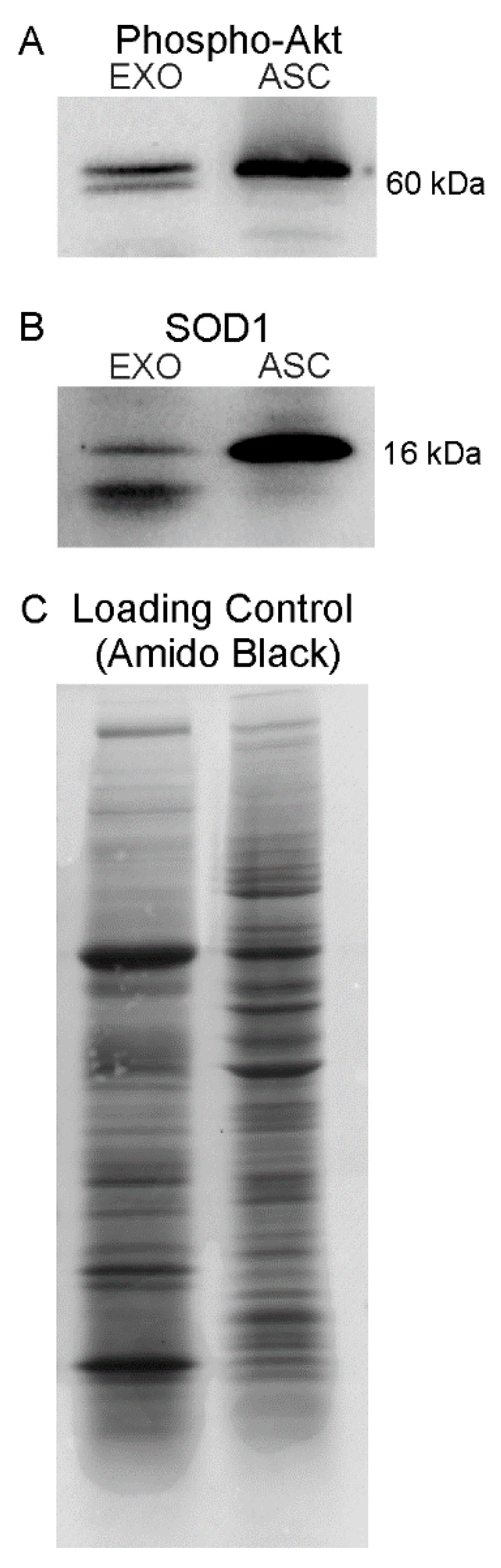 Cells 08 01087 g005 Cells 08 01087 g005