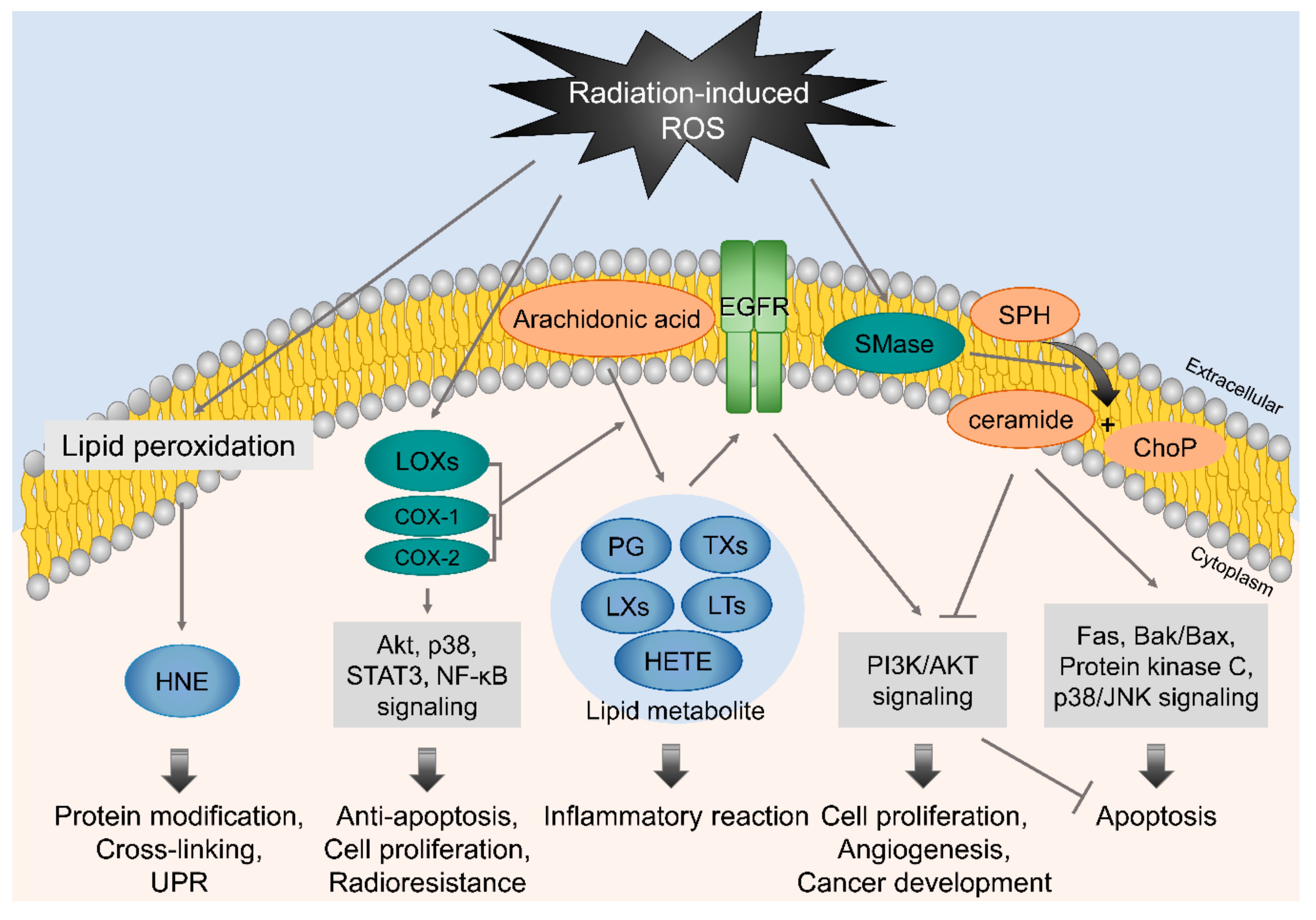 Cells 08 01105 g003 Cells 08 01105 g003