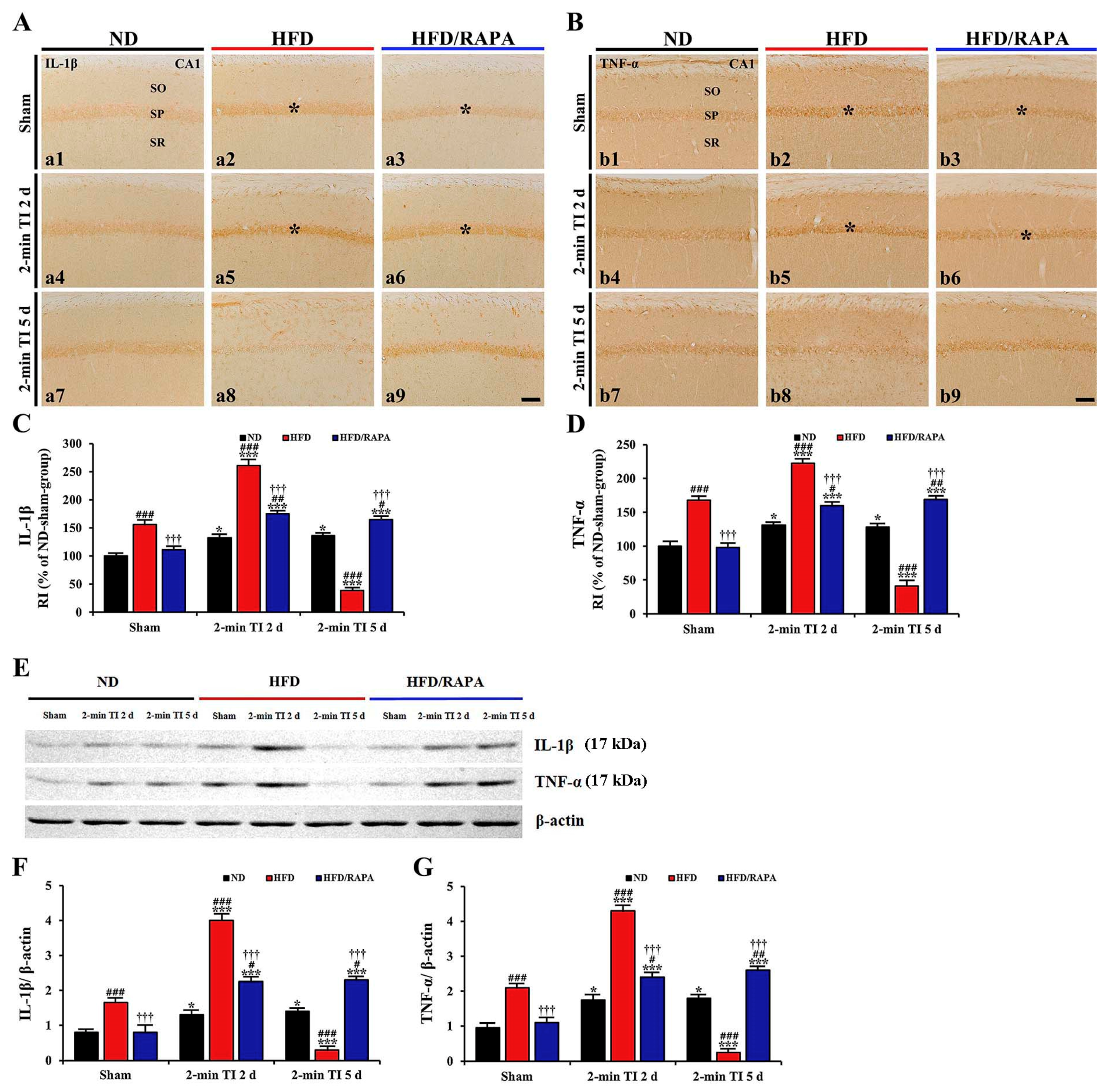 Cells 08 01126 g007 Cells 08 01126 g007