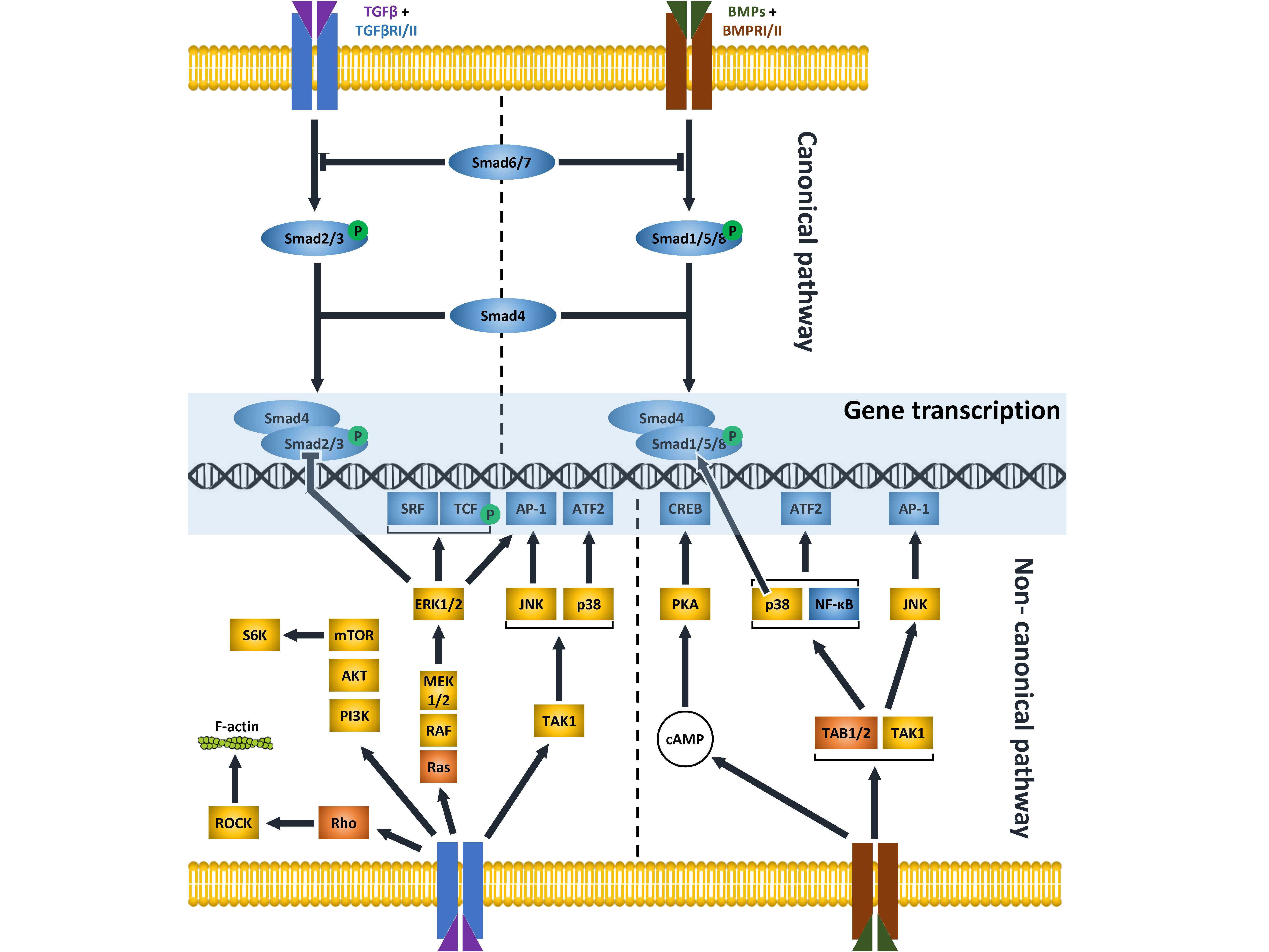 The effects of genetic overexpression of Smad1 within osteoblast on