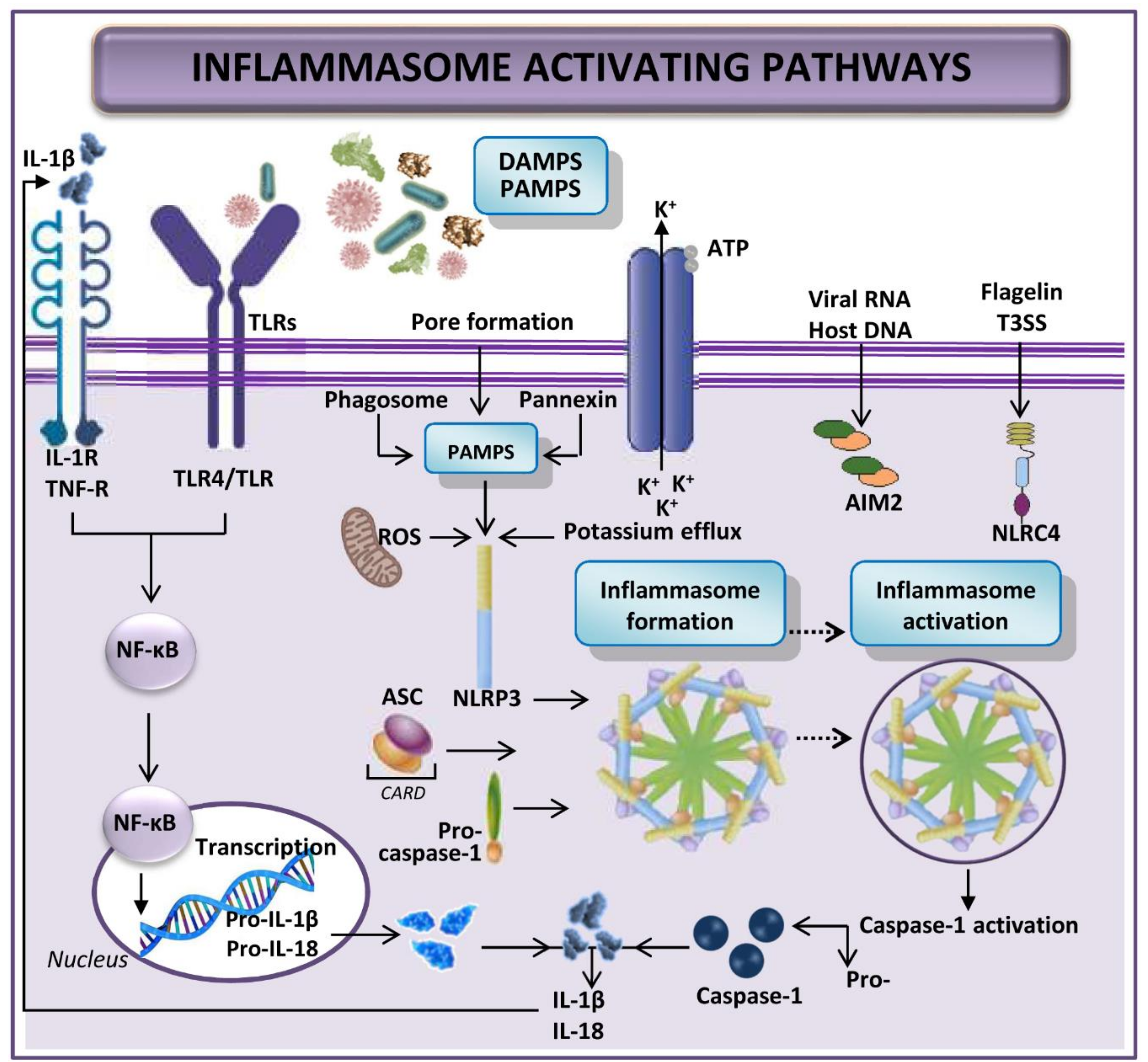 Cells 08 01131 g001 Cells 08 01131 g001