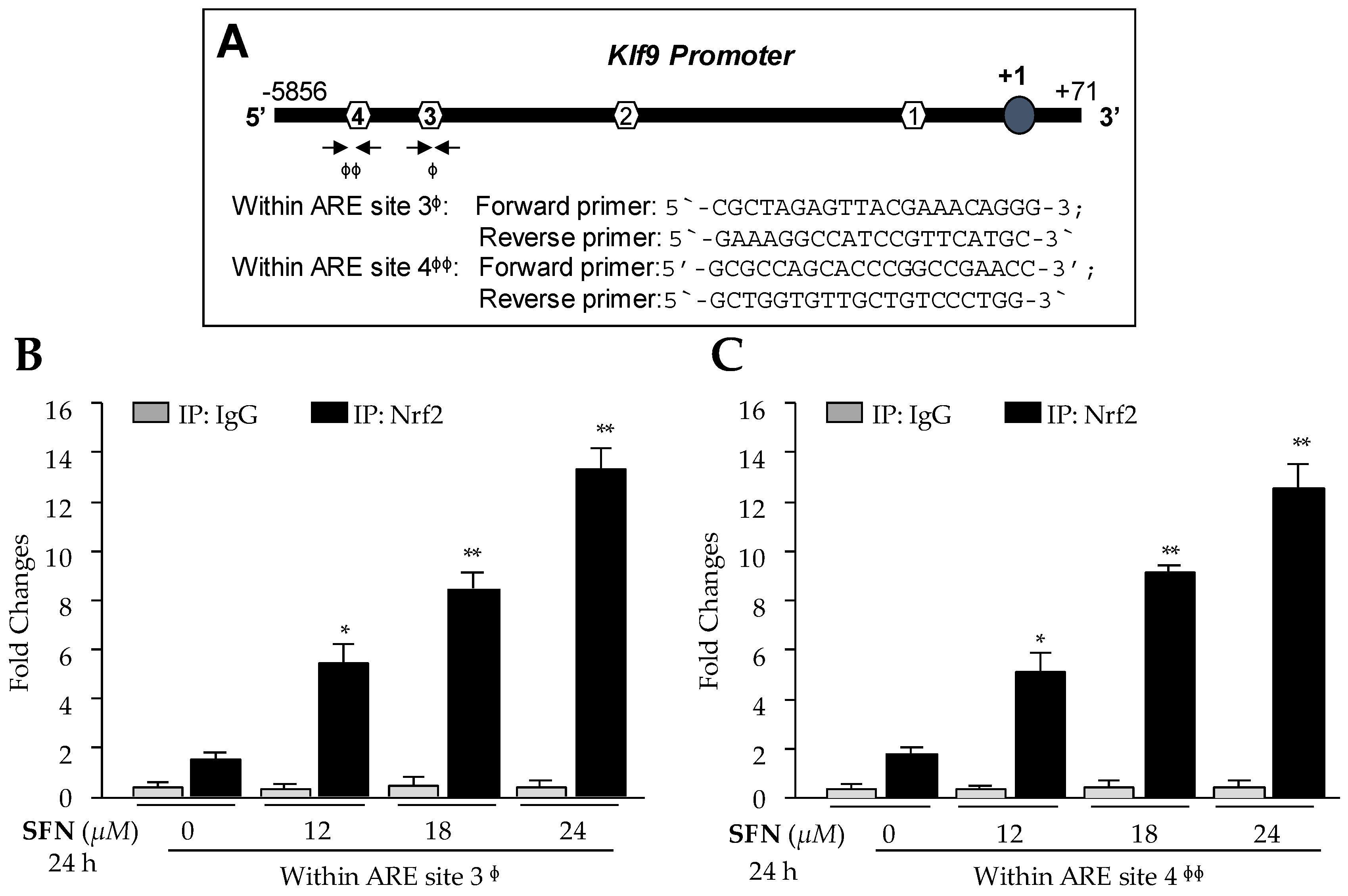 Cells 08 01159 g004 Cells 08 01159 g004