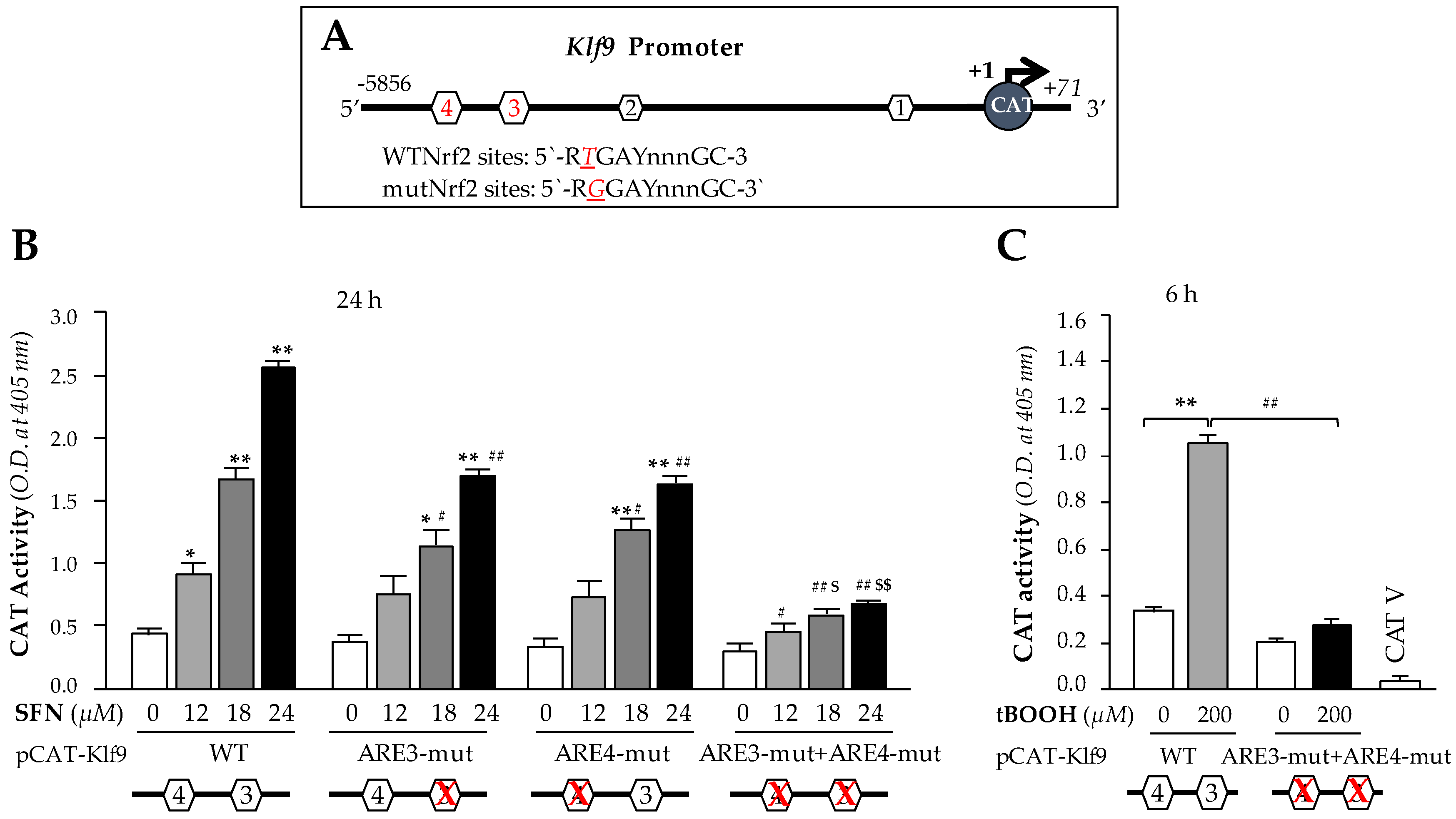Cells 08 01159 g005 Cells 08 01159 g005