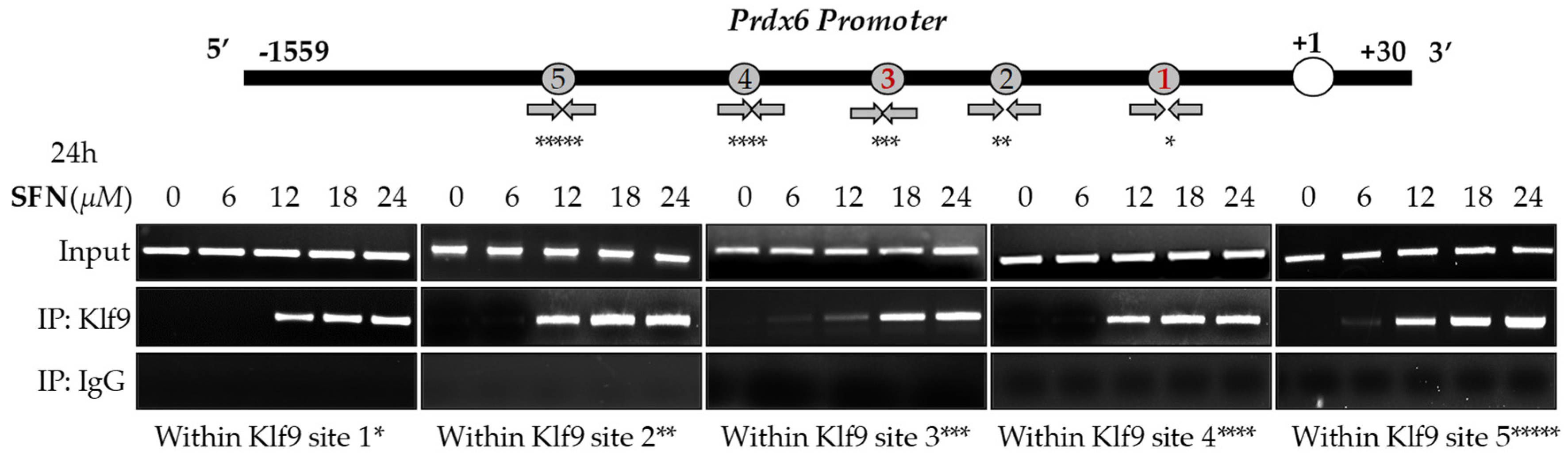 Cells 08 01159 g006 Cells 08 01159 g006