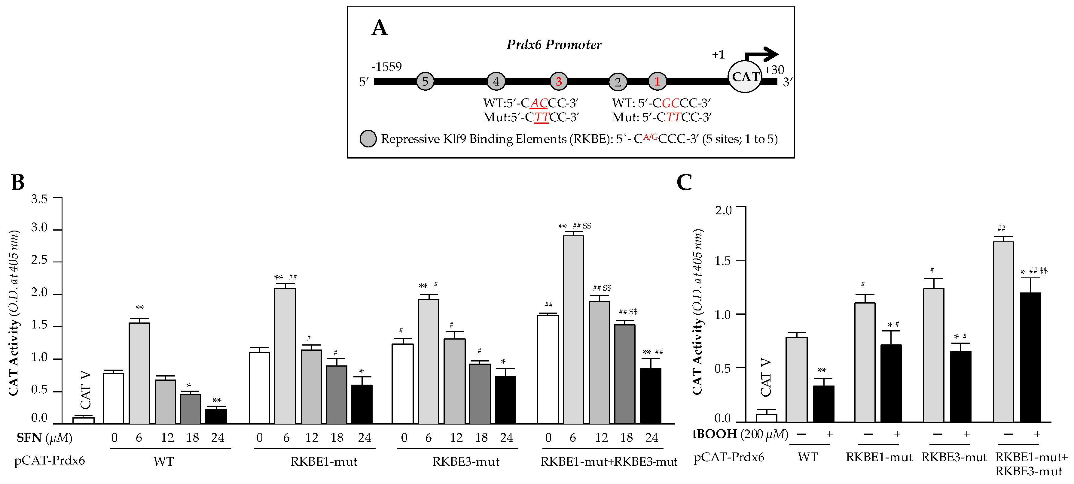 Cells 08 01159 g007 Cells 08 01159 g007