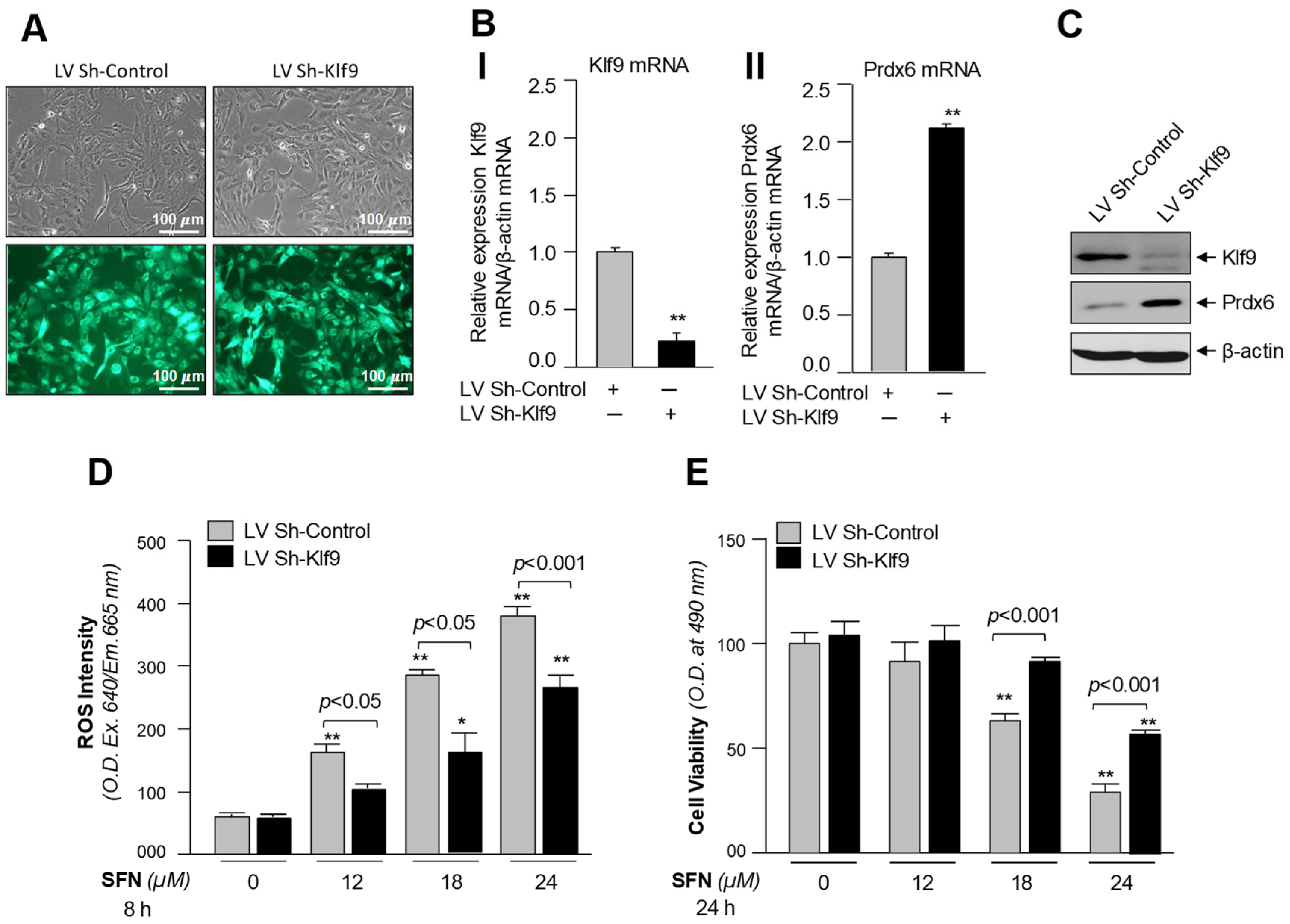 Cells 08 01159 g008 Cells 08 01159 g008