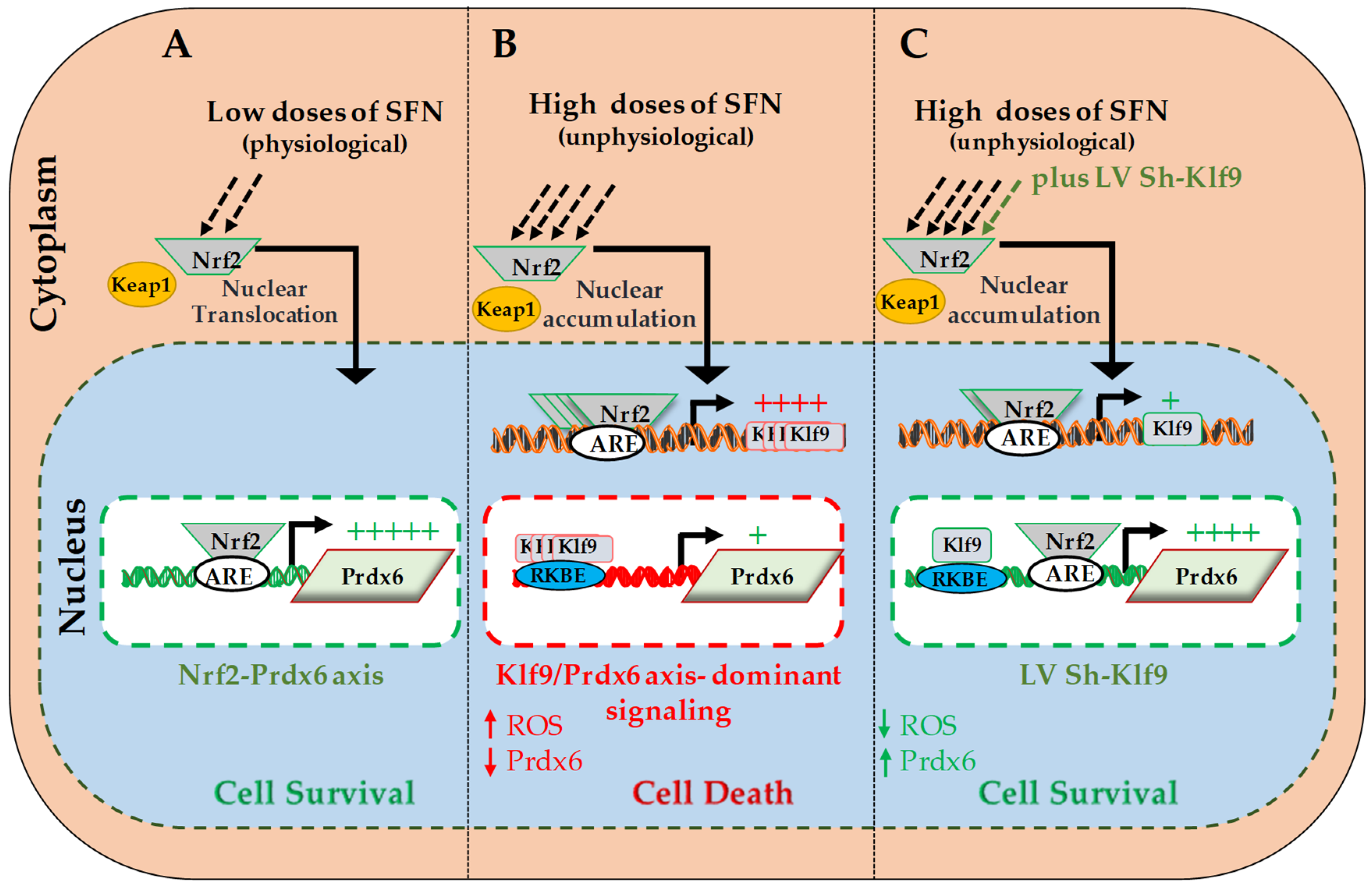 Cells 08 01159 g009 Cells 08 01159 g009