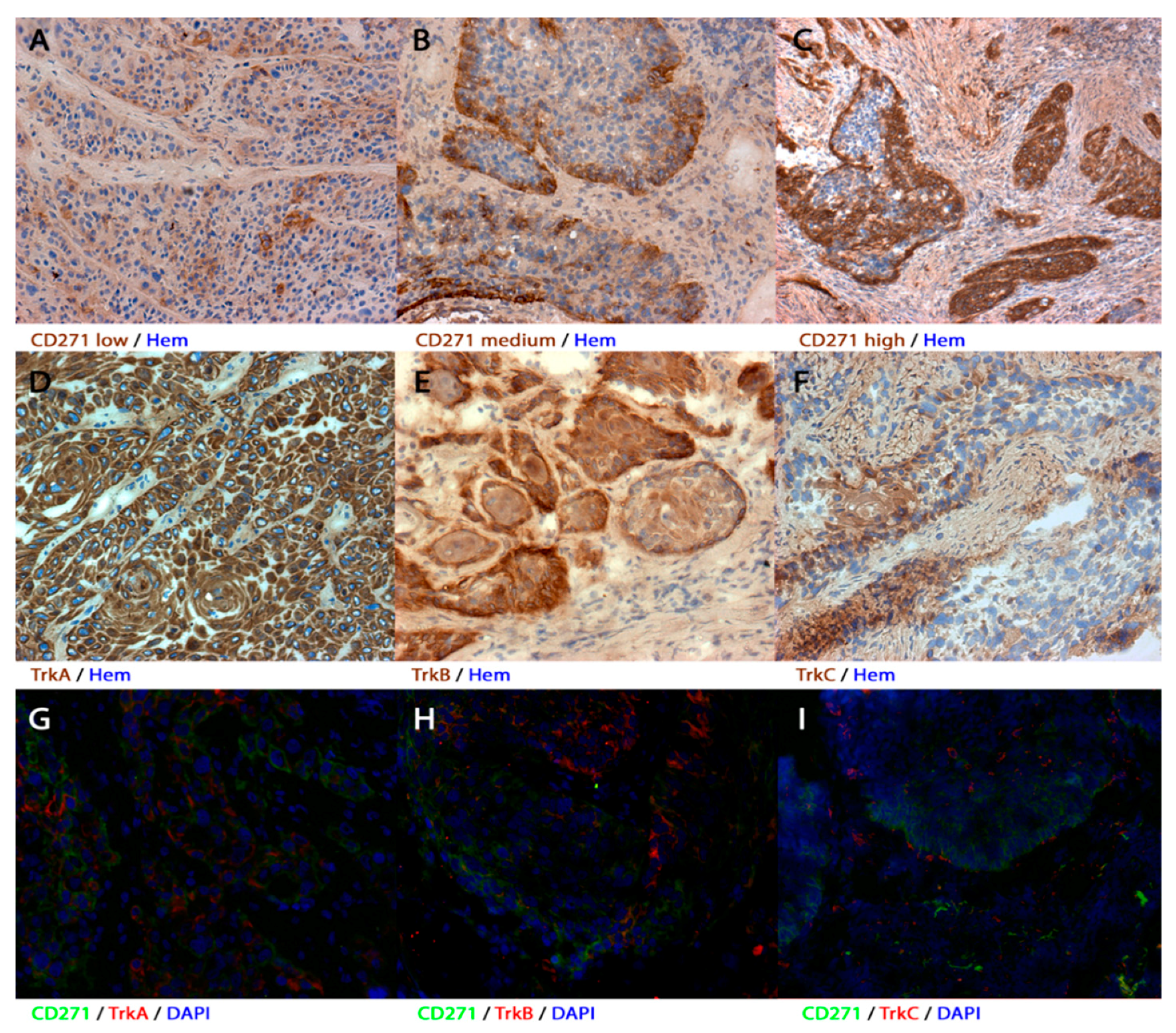 Cells 08 01167 g001 Cells 08 01167 g001
