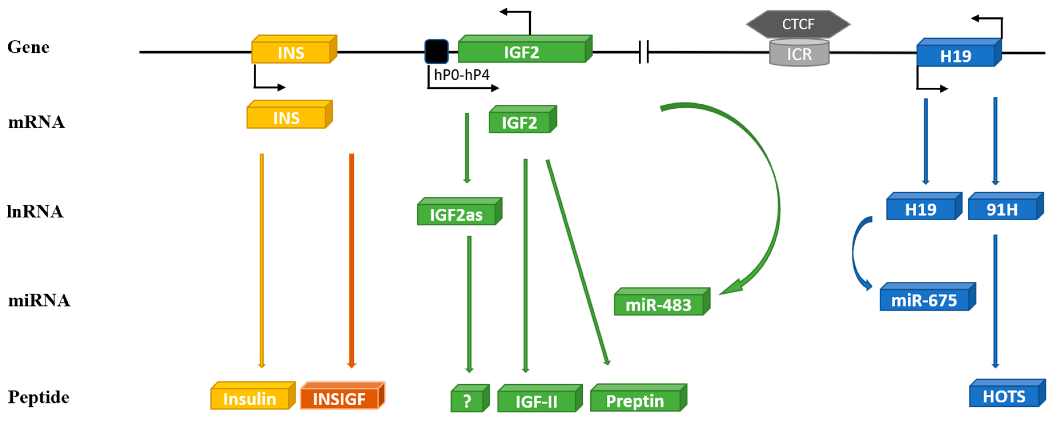 Insulin-like Growth Factor 2 (IGF2)-Fused Lysosomal Targeting