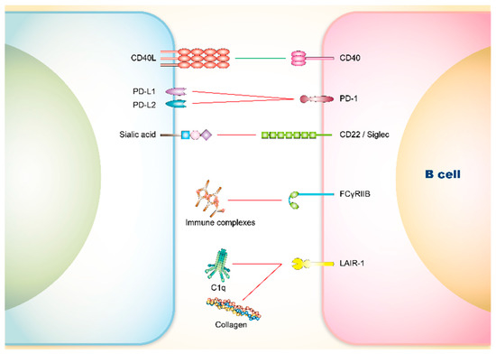 Cells Free Full Text The Role Of Immune Checkpoint Receptors In Regulating Immune Reactivity In Lupus Html
