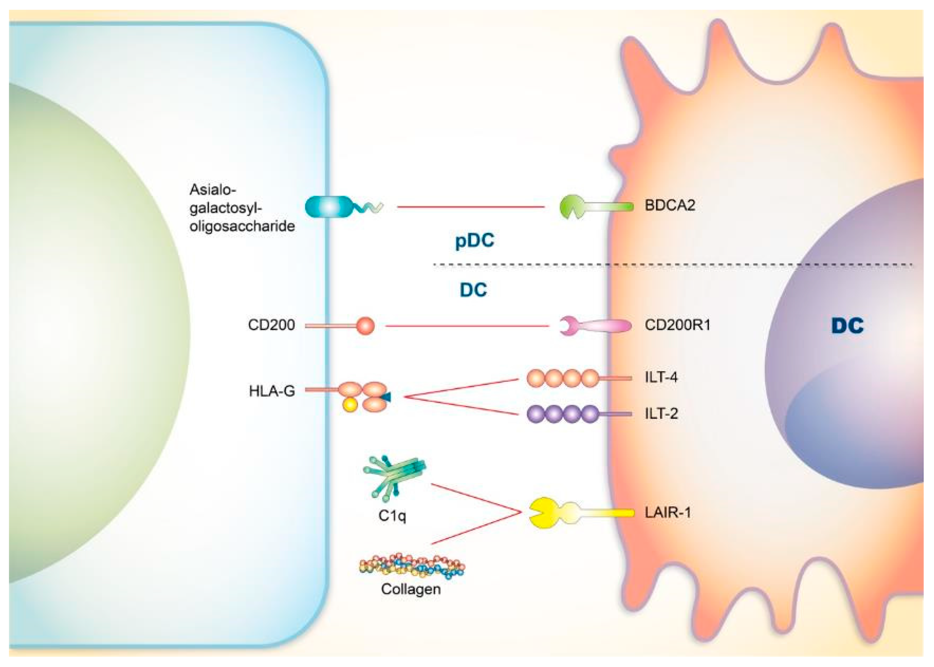 Cells | Free Full-Text | The Role of Immune Checkpoint Receptors in  Regulating Immune Reactivity in Lupus | HTML