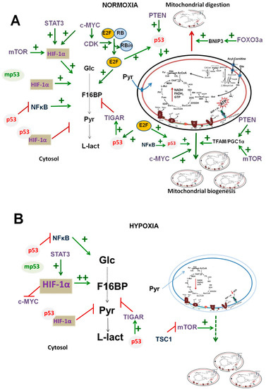 Cells Free Full Text Transcriptional Regulation Of Energy Metabolism In Cancer Cells Html