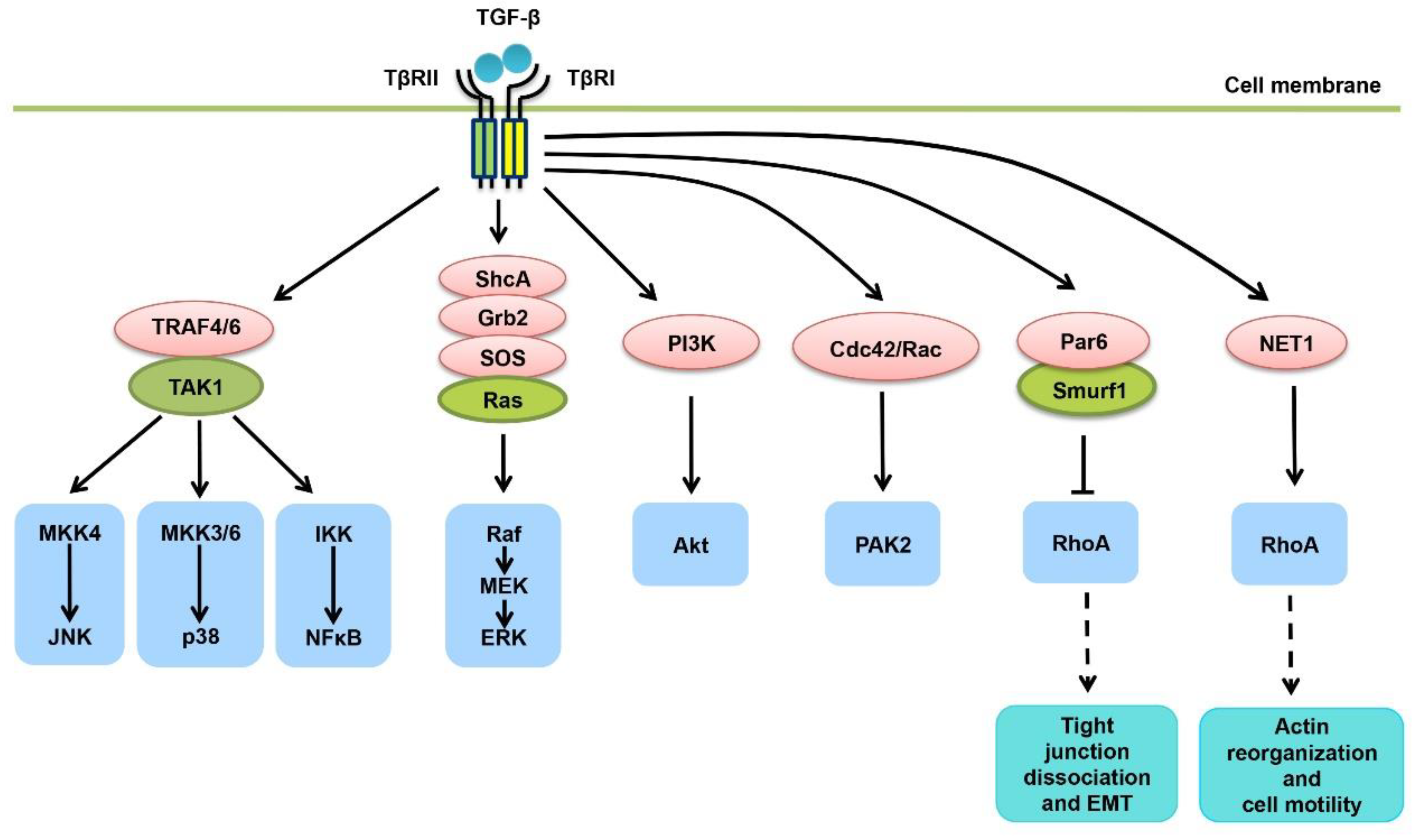 TGF Beta Signaling Pathway