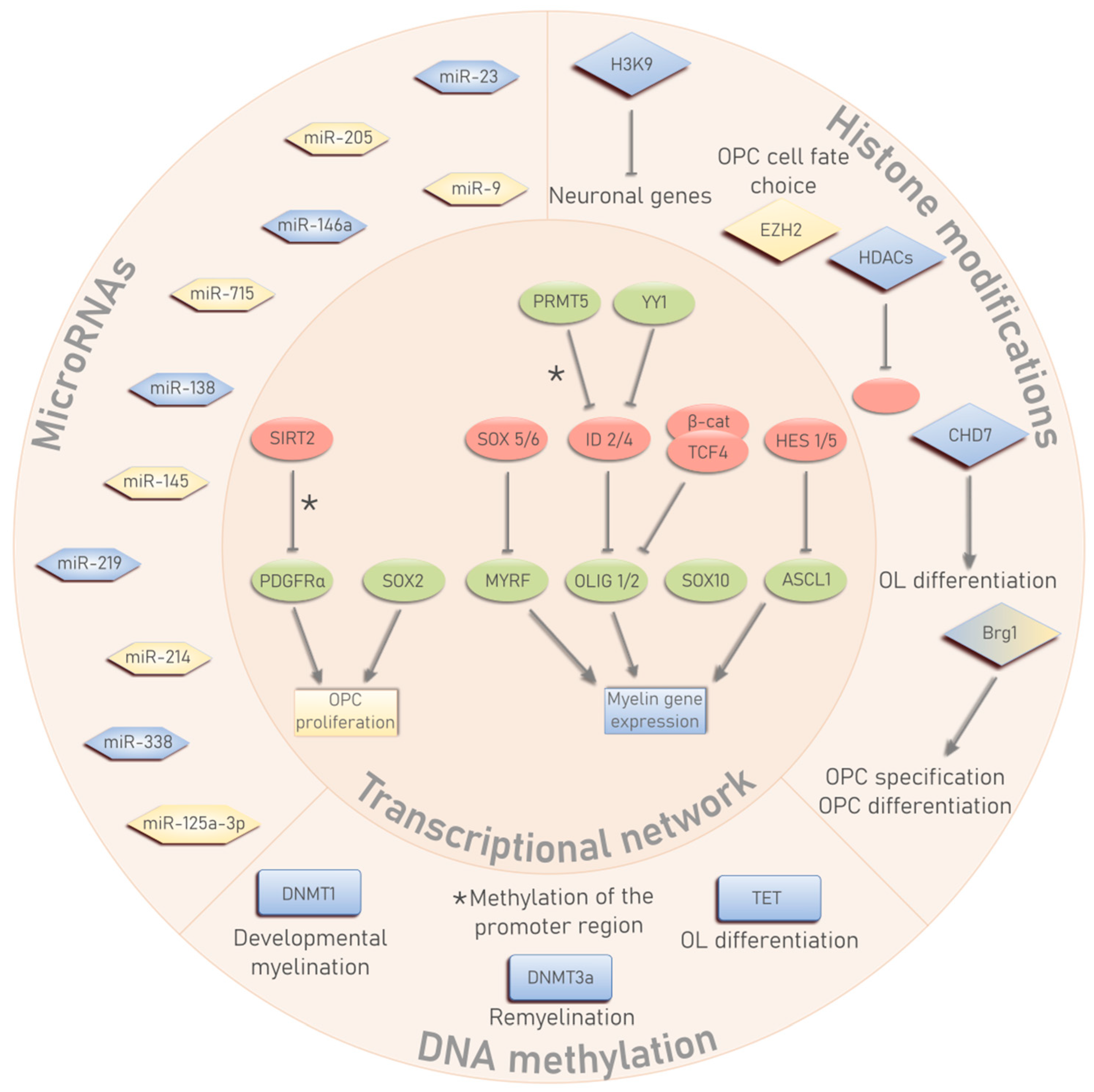 Cells 08 01236 g001 Cells 08 01236 g001