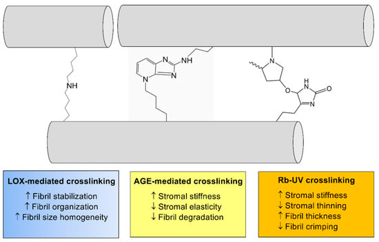 Cells | Free Full-Text | Mechanisms Of Collagen Crosslinking In ...