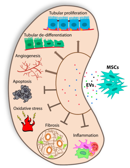 Cells Free Full Text Stem Cell Derived Extracellular Vesicles And Kidney Regeneration Html