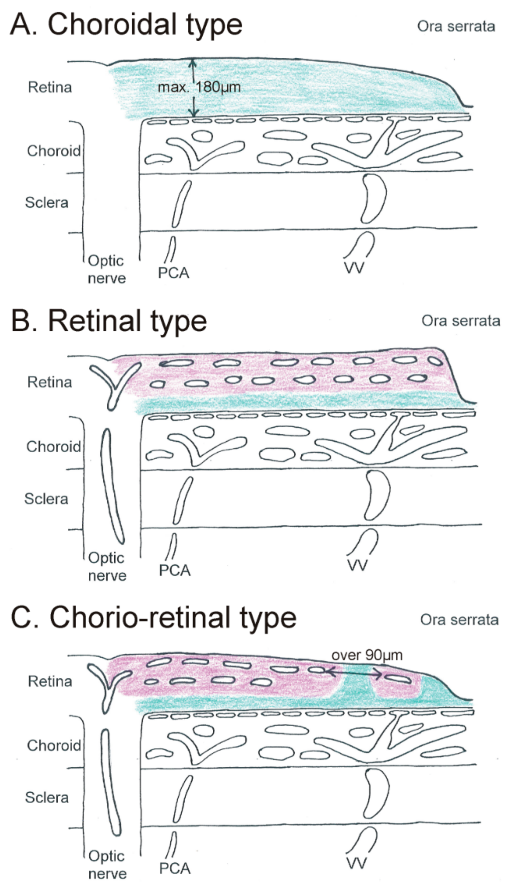 Cells 08 01254 g001 Cells 08 01254 g001