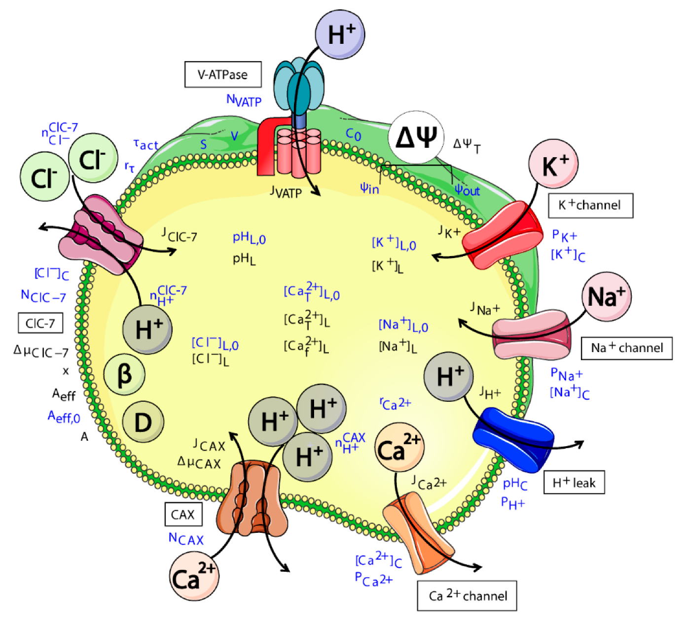 Cells Free Full Text A Mathematical Model Of Lysosomal Ion Homeostasis Points To Differential Effects Of Cl Transport In Ca2 Dynamics Html