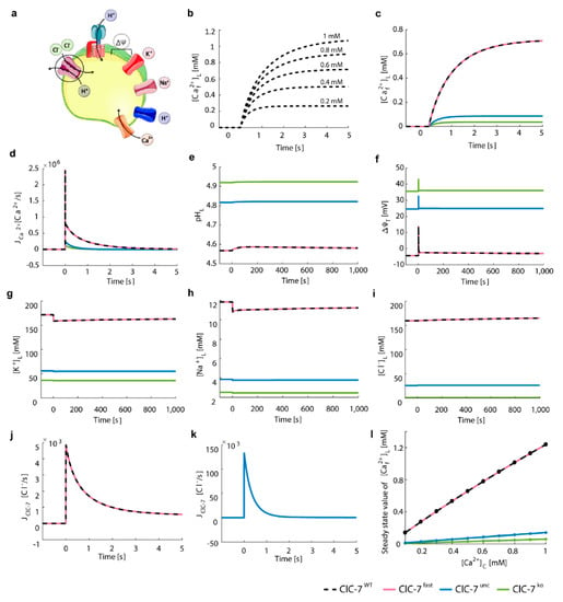 Cells Free Full Text A Mathematical Model Of Lysosomal Ion Homeostasis Points To Differential Effects Of Cl Transport In Ca2 Dynamics Html