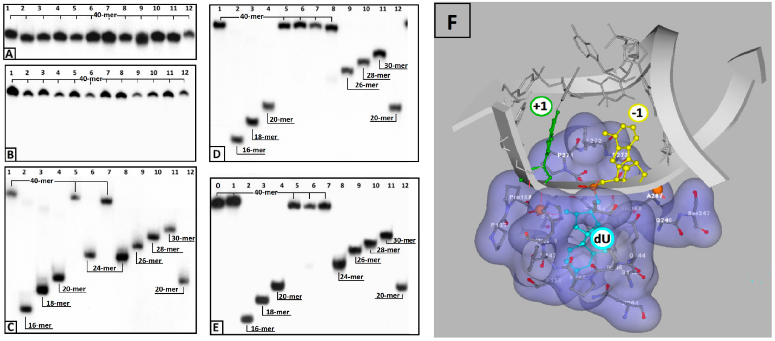 Cells 08 01303 g002 Cells 08 01303 g002