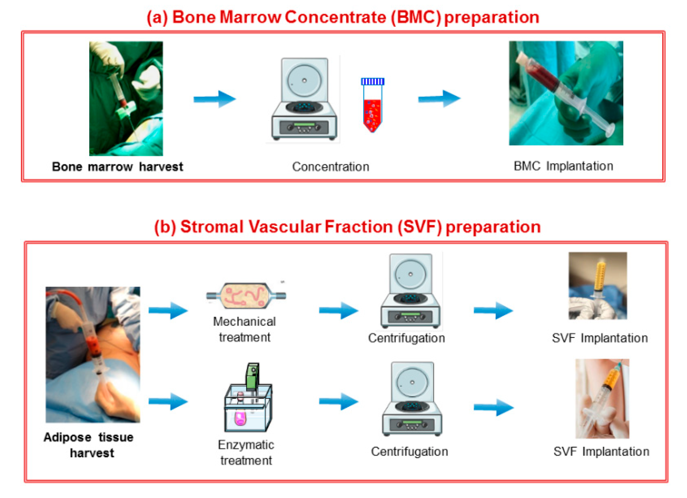 Cells 08 01305 g003 Cells 08 01305 g003