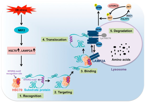chaperone mediated autophagy cancer