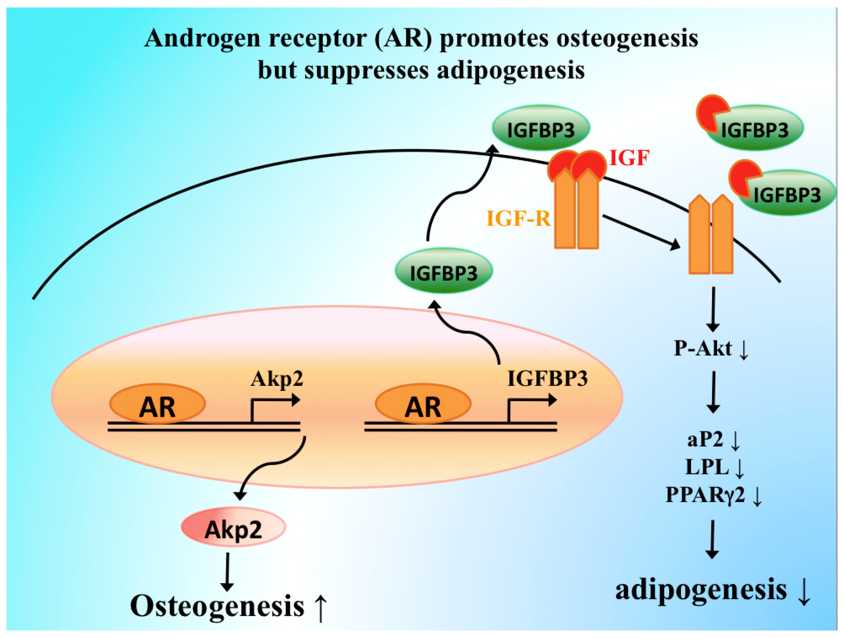 Alopecia Cell Signaling Pathway