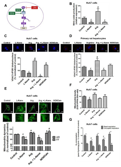 Cells Free Full Text Regulation Of Mitochondria Associated Membranes Mams By No Sgc Pkg Participates In The Control Of Hepatic Insulin Response Html