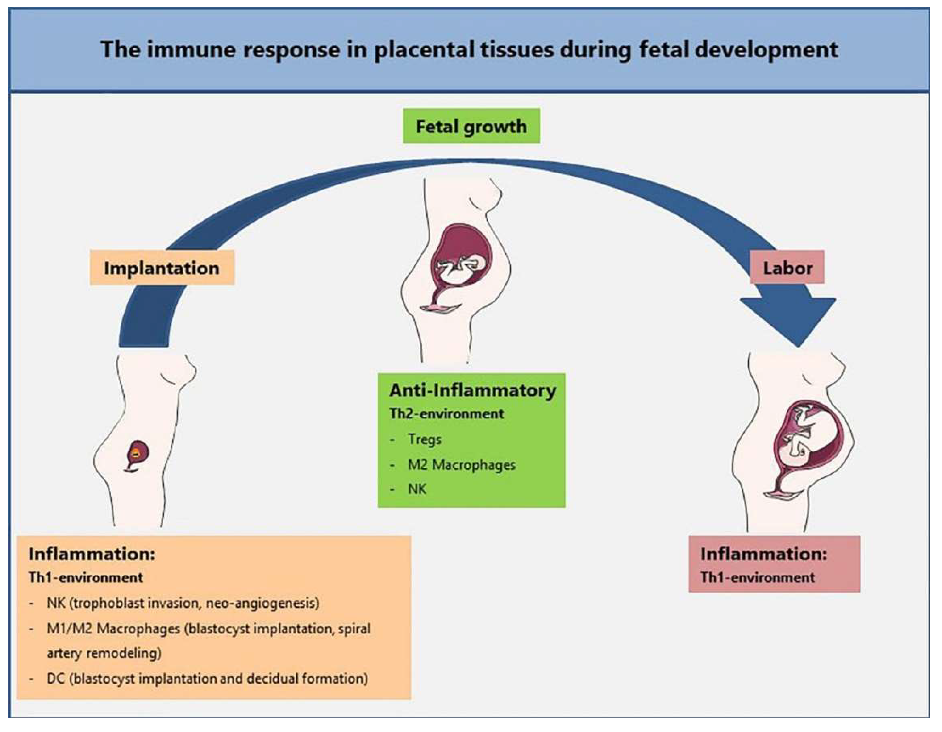 Cells | Free Full-Text | Perinatal Mesenchymal Stromal Cells and Their  Possible Contribution to Fetal-Maternal Tolerance | HTML