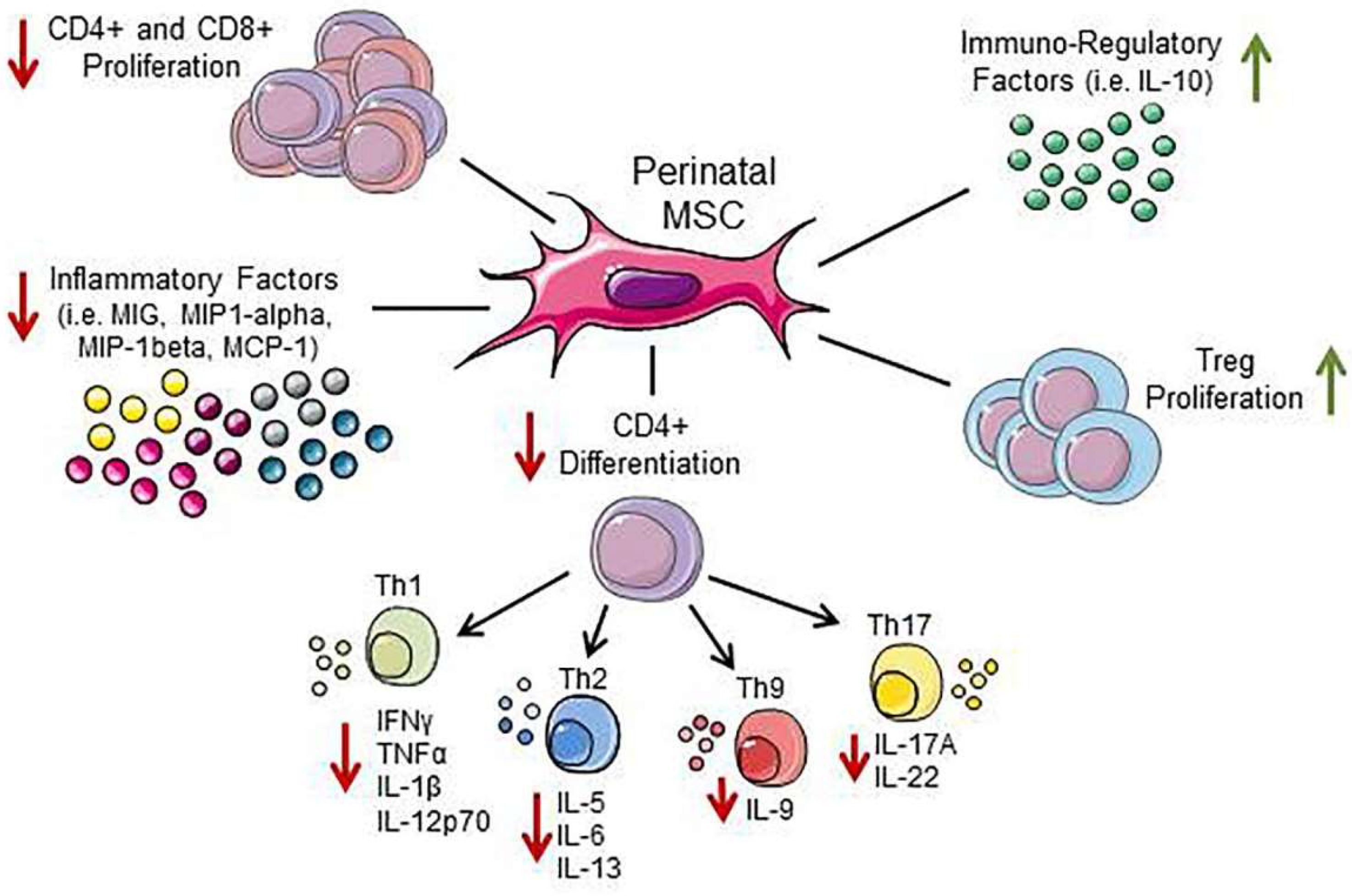 Cells Free Full Text Perinatal Mesenchymal Stromal Cells And Their Possible Contribution To Fetal Maternal Tolerance Html