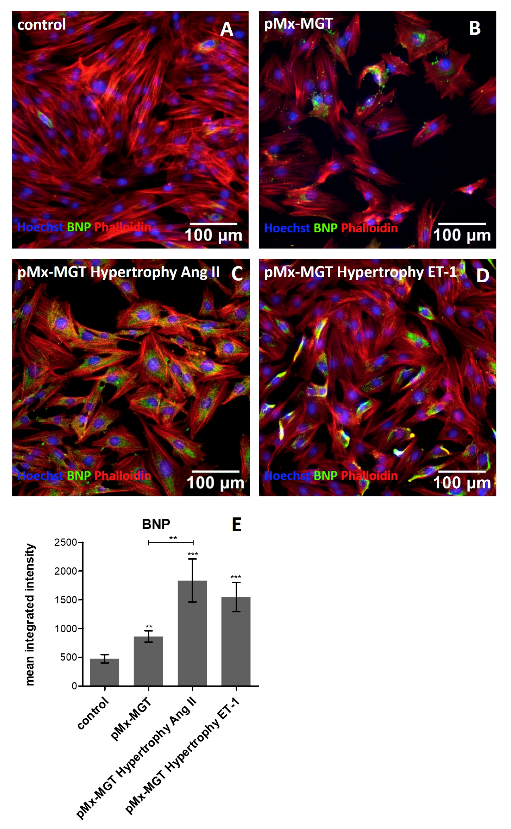 Cells 08 01416 g006 Cells 08 01416 g006