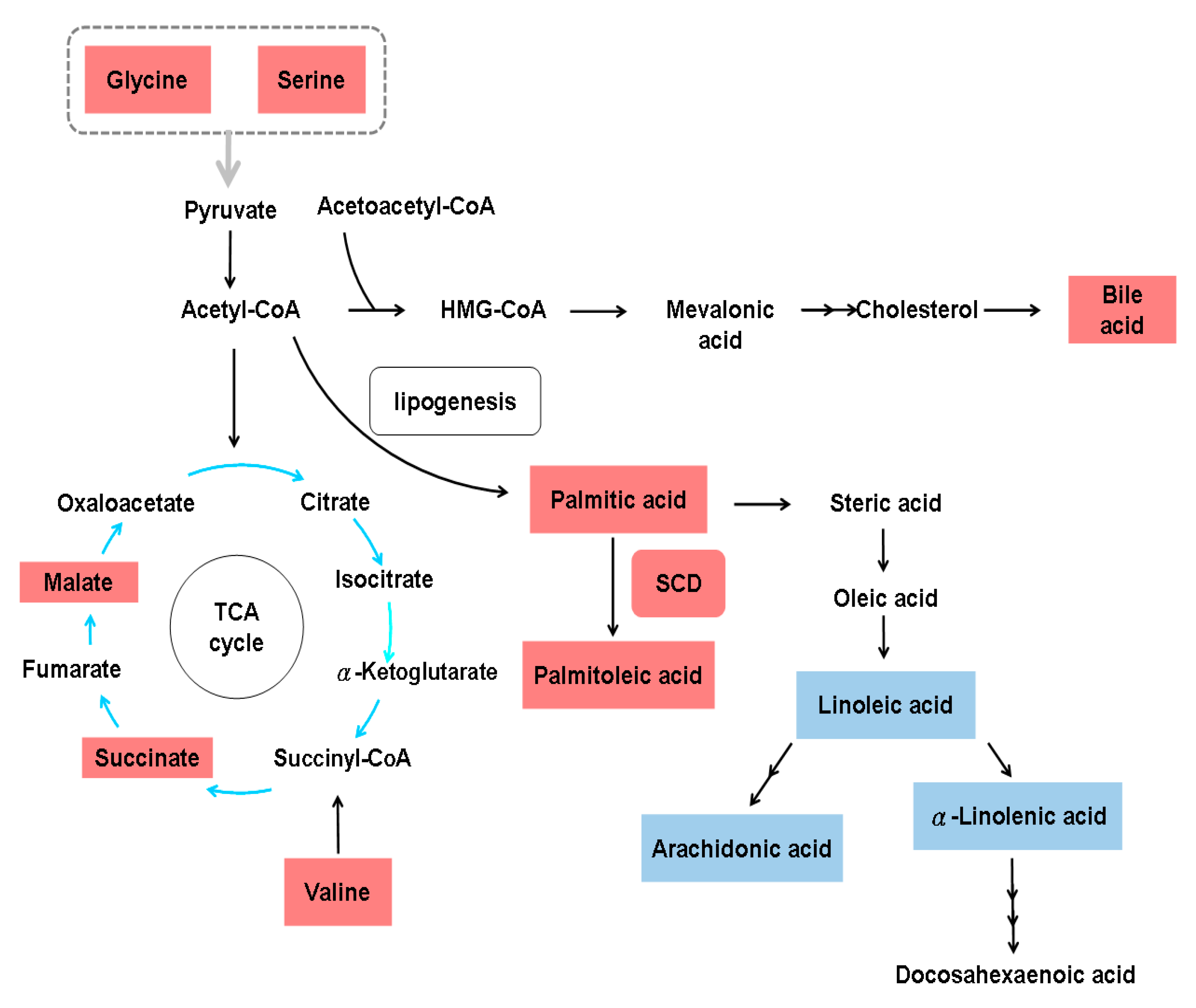 Cells | Free Full-Text | Metabolic Signature of Hepatic Fibrosis: From ...